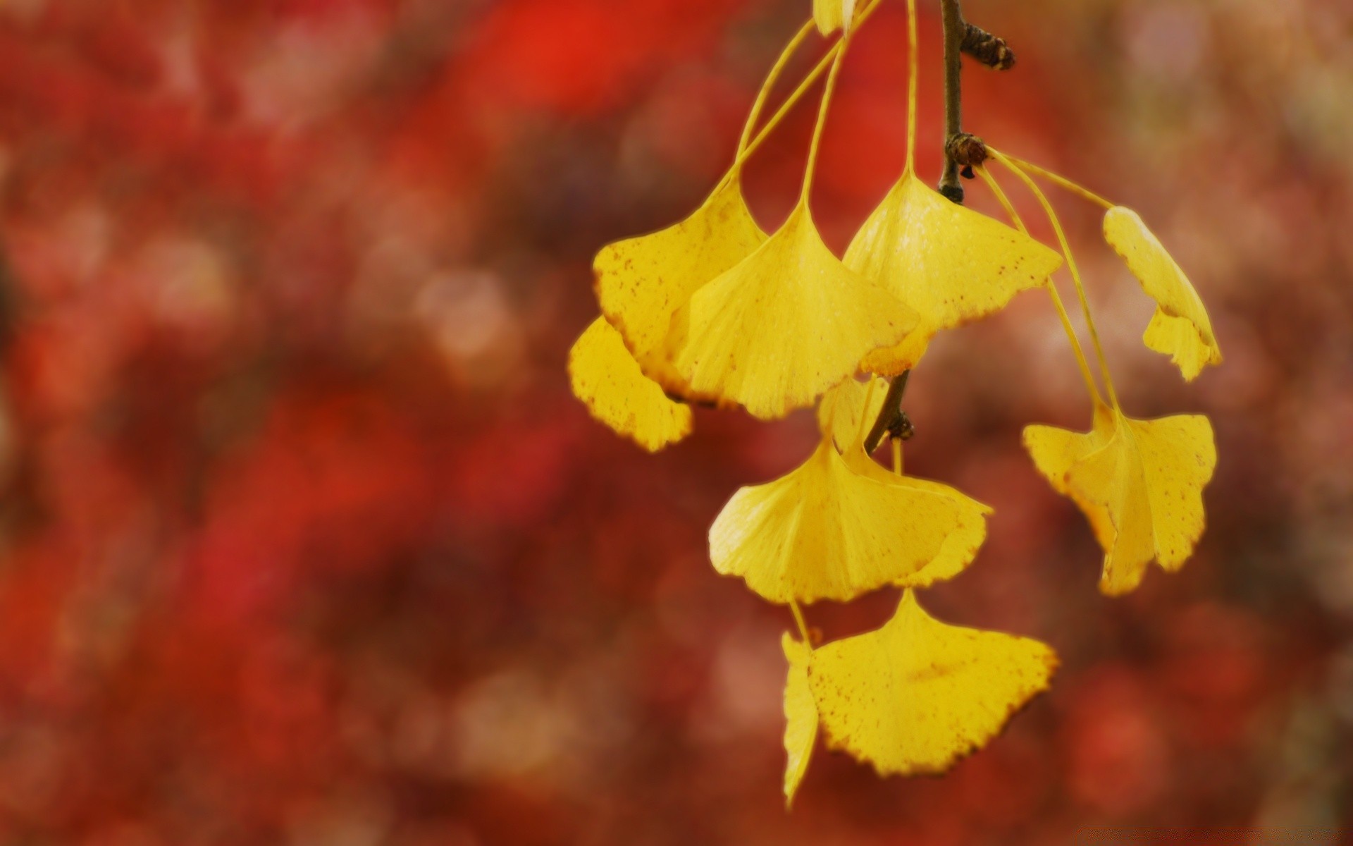 autunno foglia autunno natura stagione flora albero inverno all aperto colore luminoso