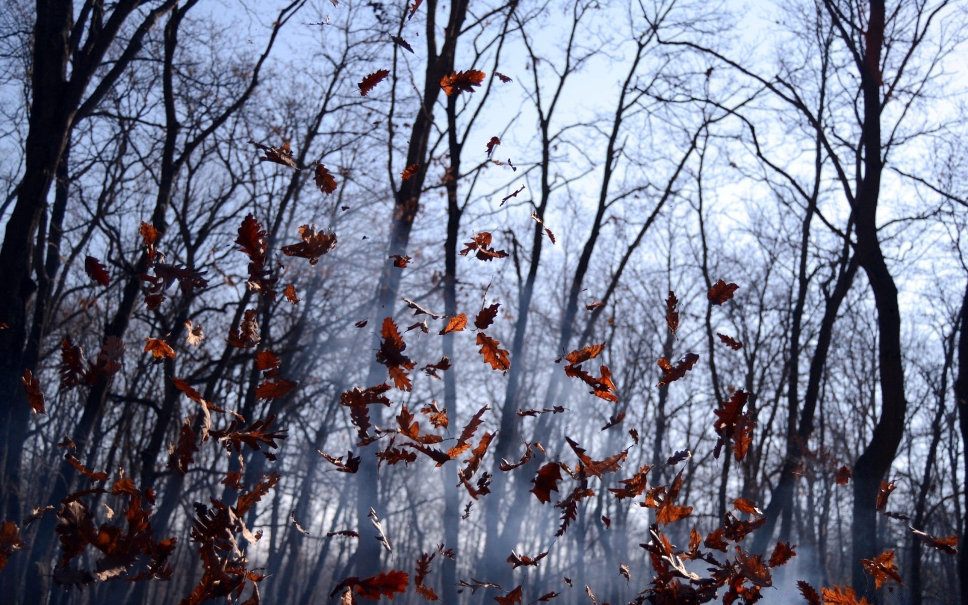 autumn tree season branch nature fall leaf wood winter outdoors landscape weather park frost flora desktop environment snow cold fair weather