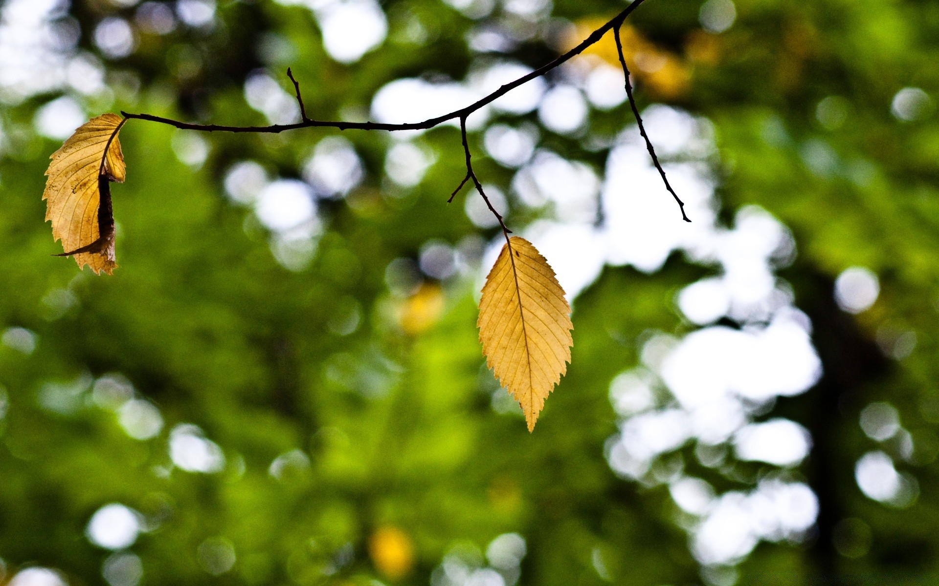 autumn leaf nature tree flora garden wood color summer light bright sun outdoors branch environment close-up growth desktop fair weather season