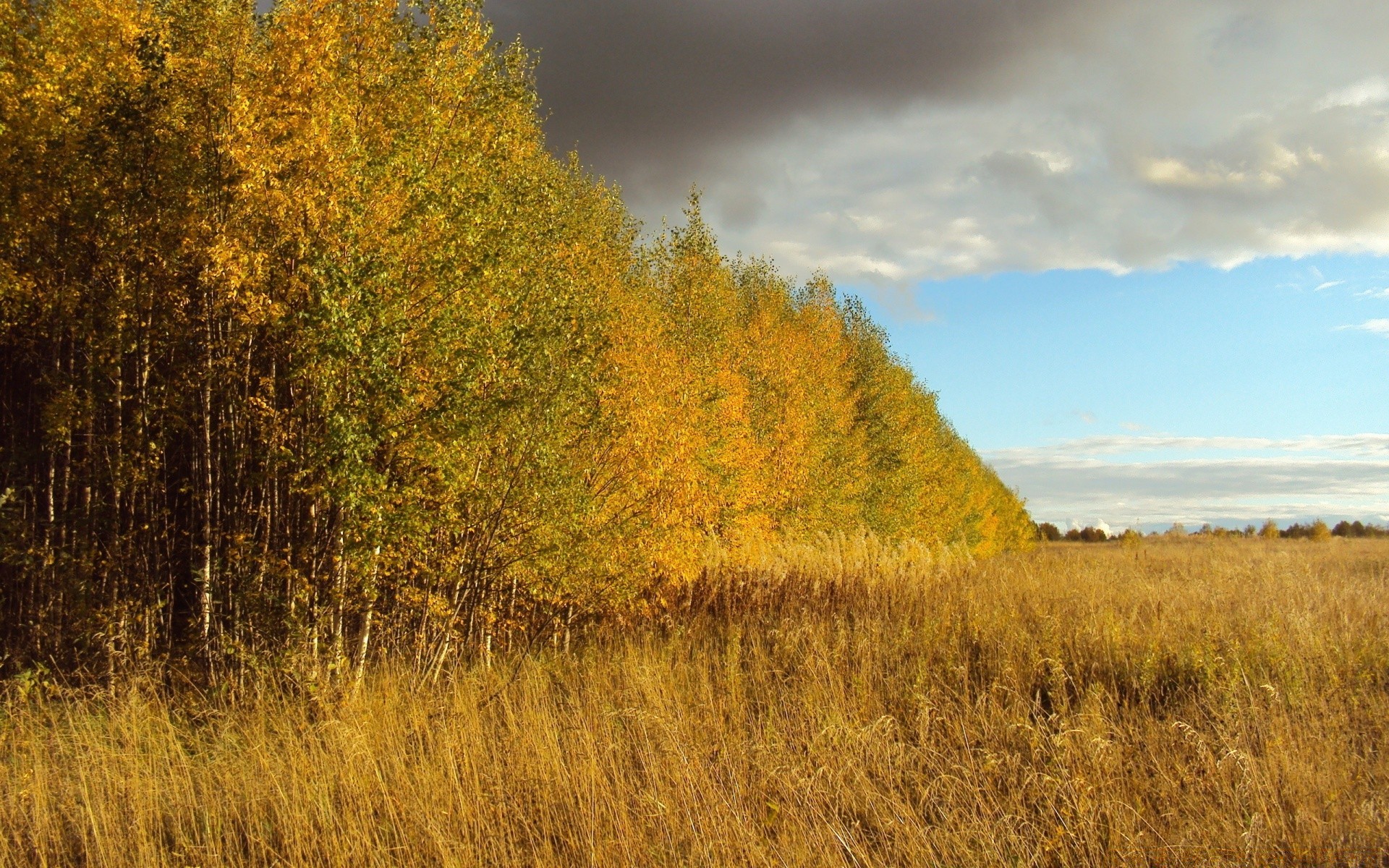 automne paysage automne arbre nature bois à l extérieur aube campagne feuille rural ciel scénique environnement brouillard or beau temps herbe saison