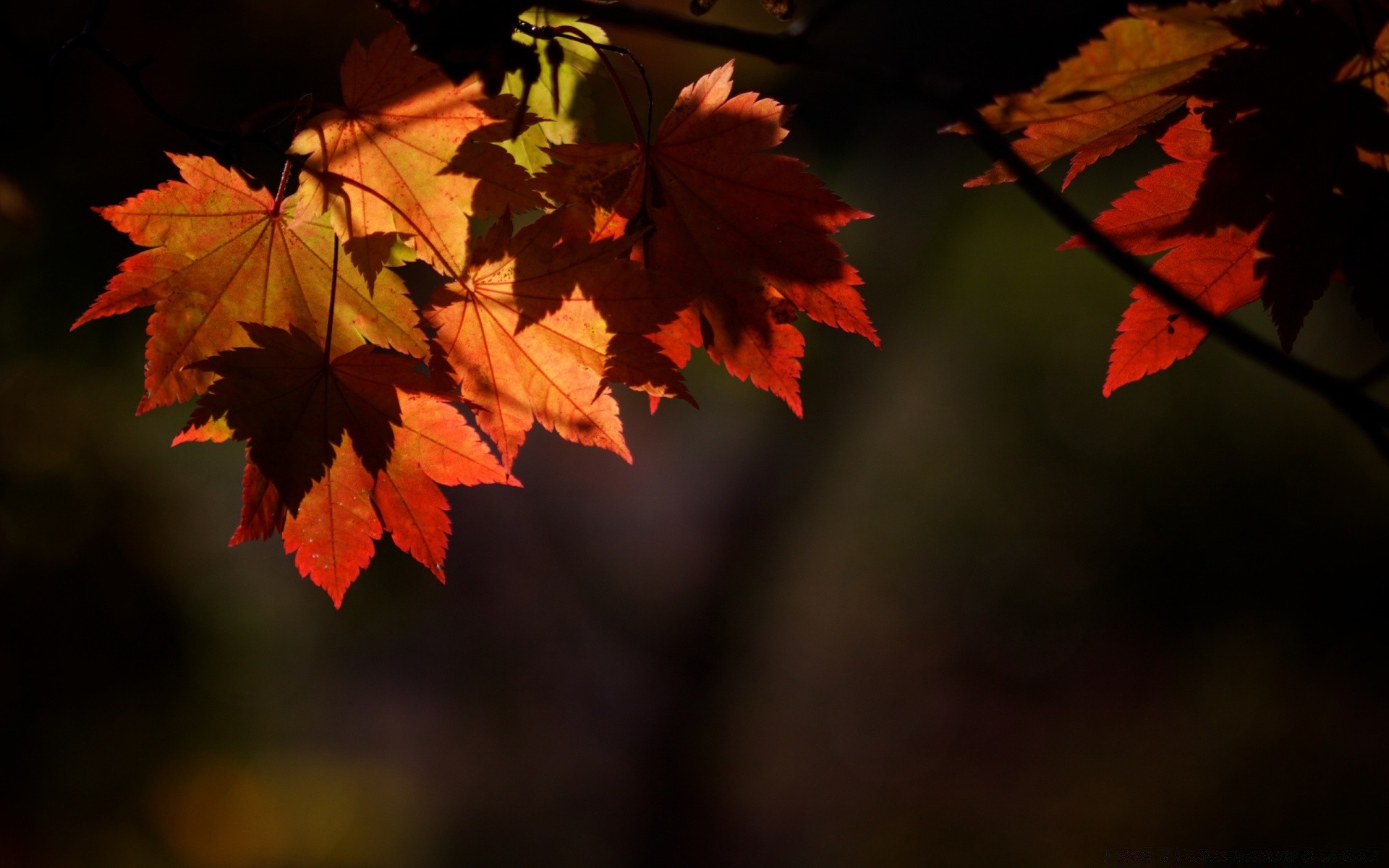 automne feuille automne érable nature à l extérieur lumineux flore changement luxuriante lumière bois bois