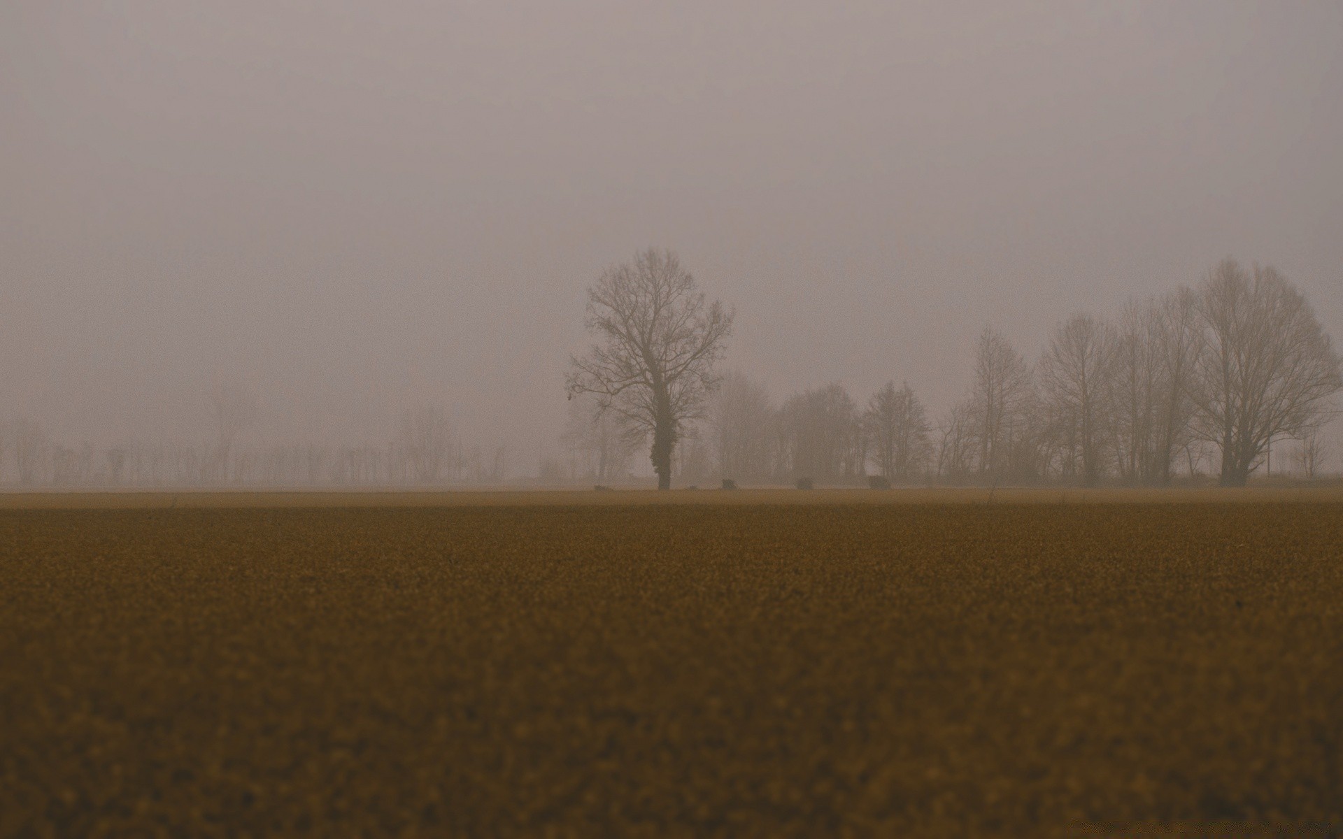 herbst nebel landschaft nebel dämmerung wetter baum hintergrundbeleuchtung sonnenuntergang herbst winter licht natur dunst im freien himmel sturm sonne ein