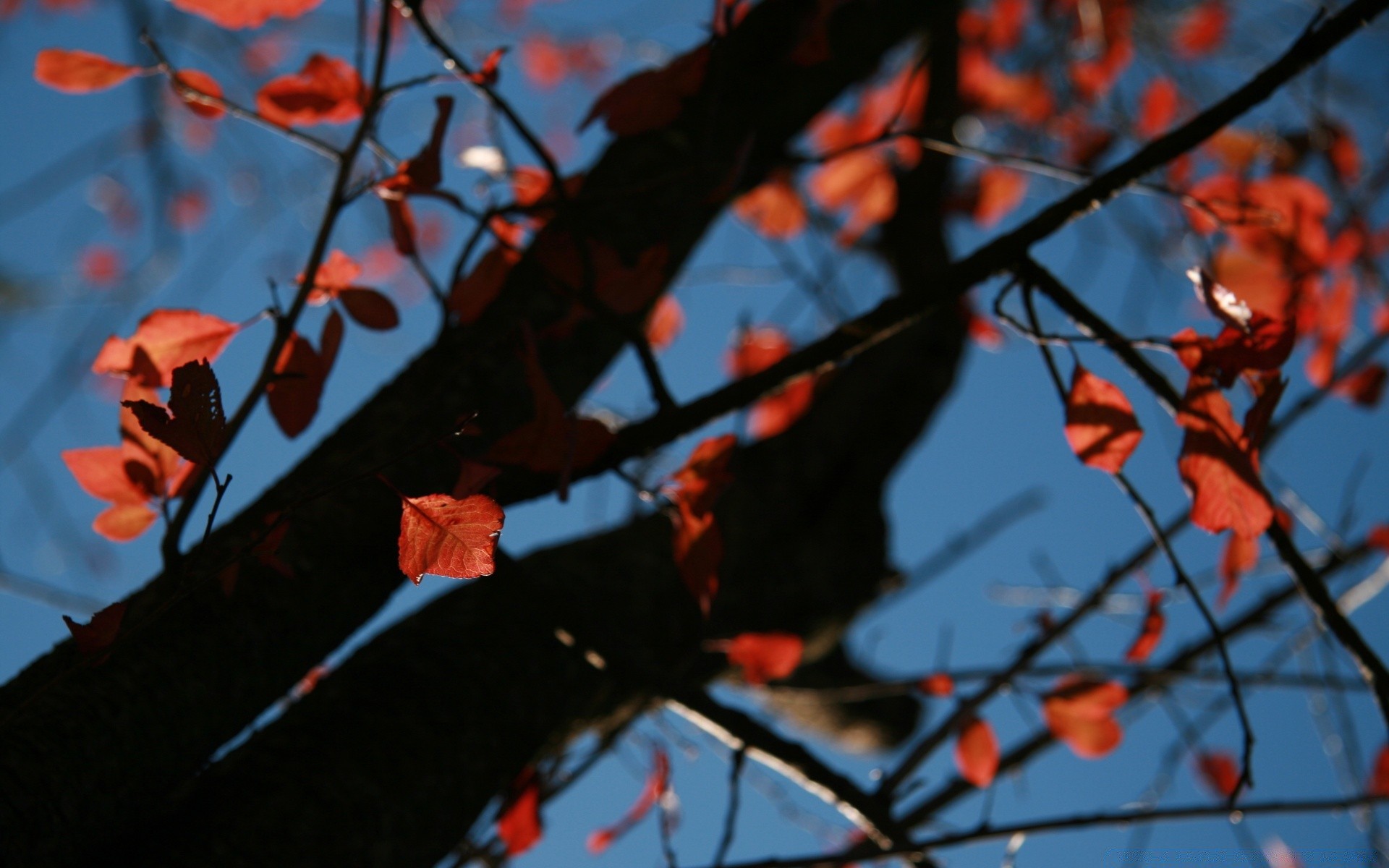 otoño árbol rama hoja flor al aire libre otoño parque invierno color temporada paisaje luz naturaleza