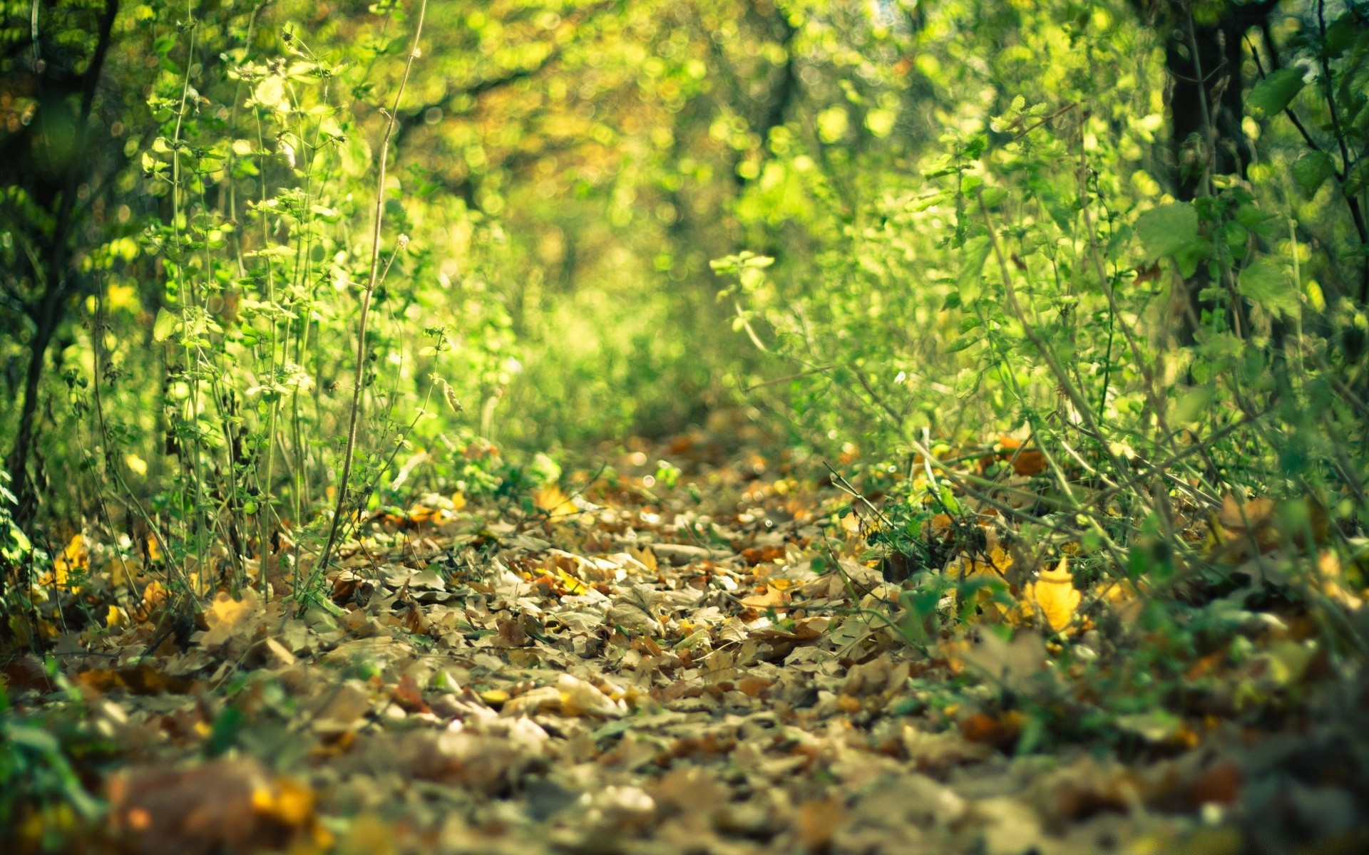 autumn nature leaf outdoors flora fair weather summer wood growth bright desktop sun season landscape flower garden grass dawn park environment