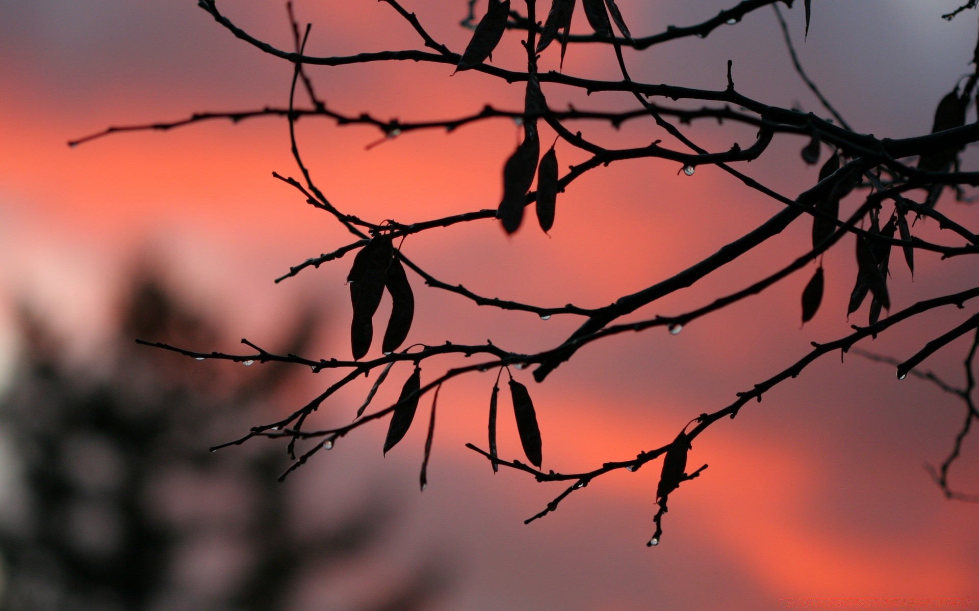 autumn dawn sunset tree silhouette nature sun sky bird branch landscape light backlit