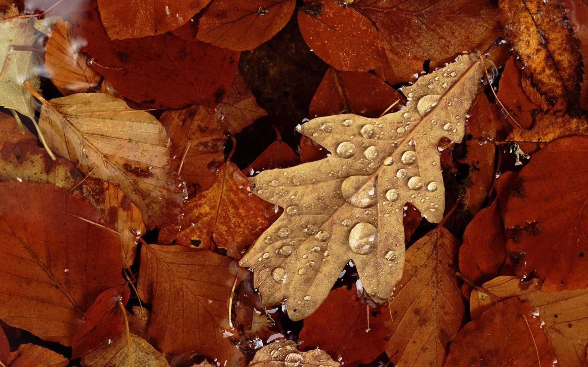 otoño otoño hoja naturaleza madera madera arce seco comida oro