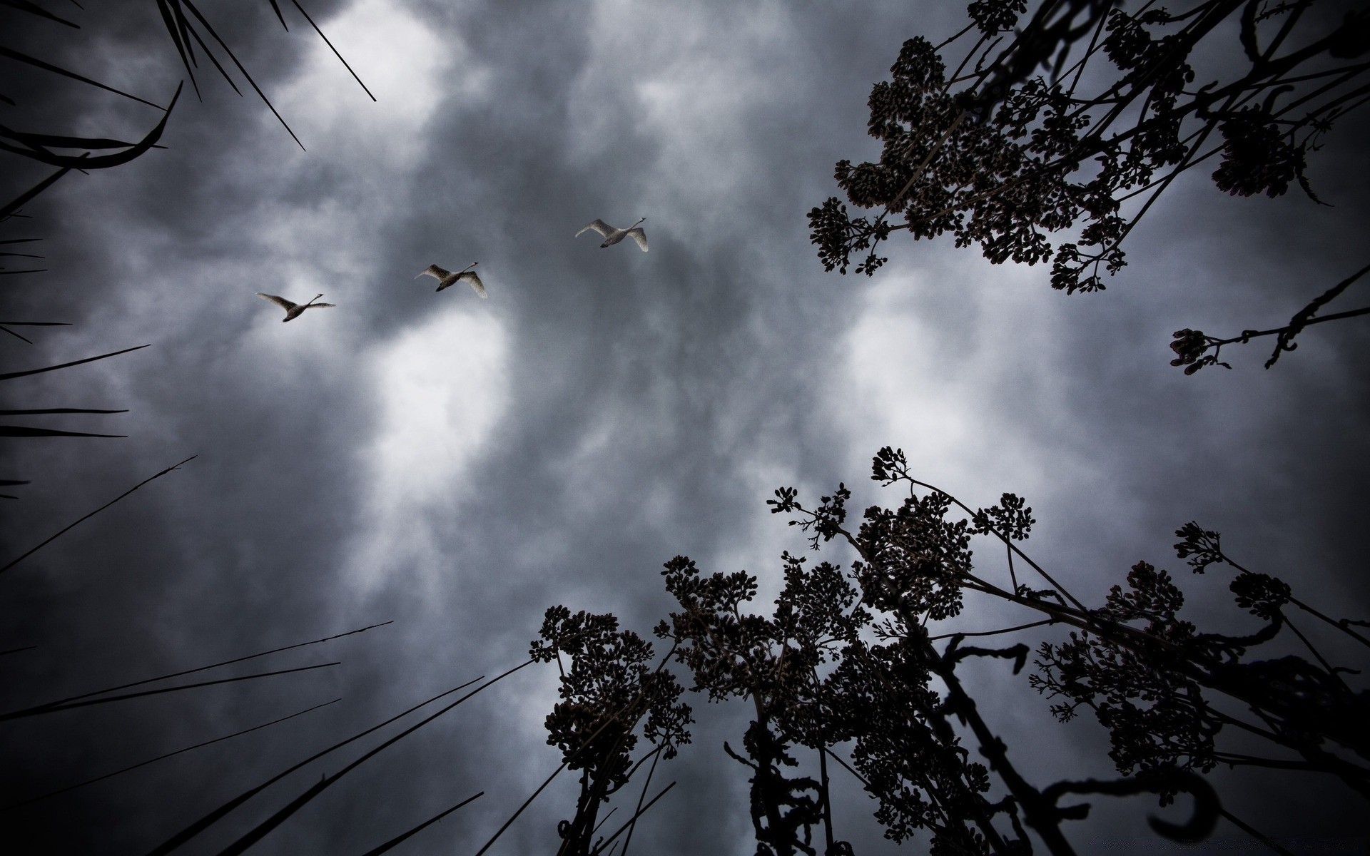 autunno albero silhouette cielo luce natura in bianco e nero sole paesaggio uccello legno alba foglia astratto arte