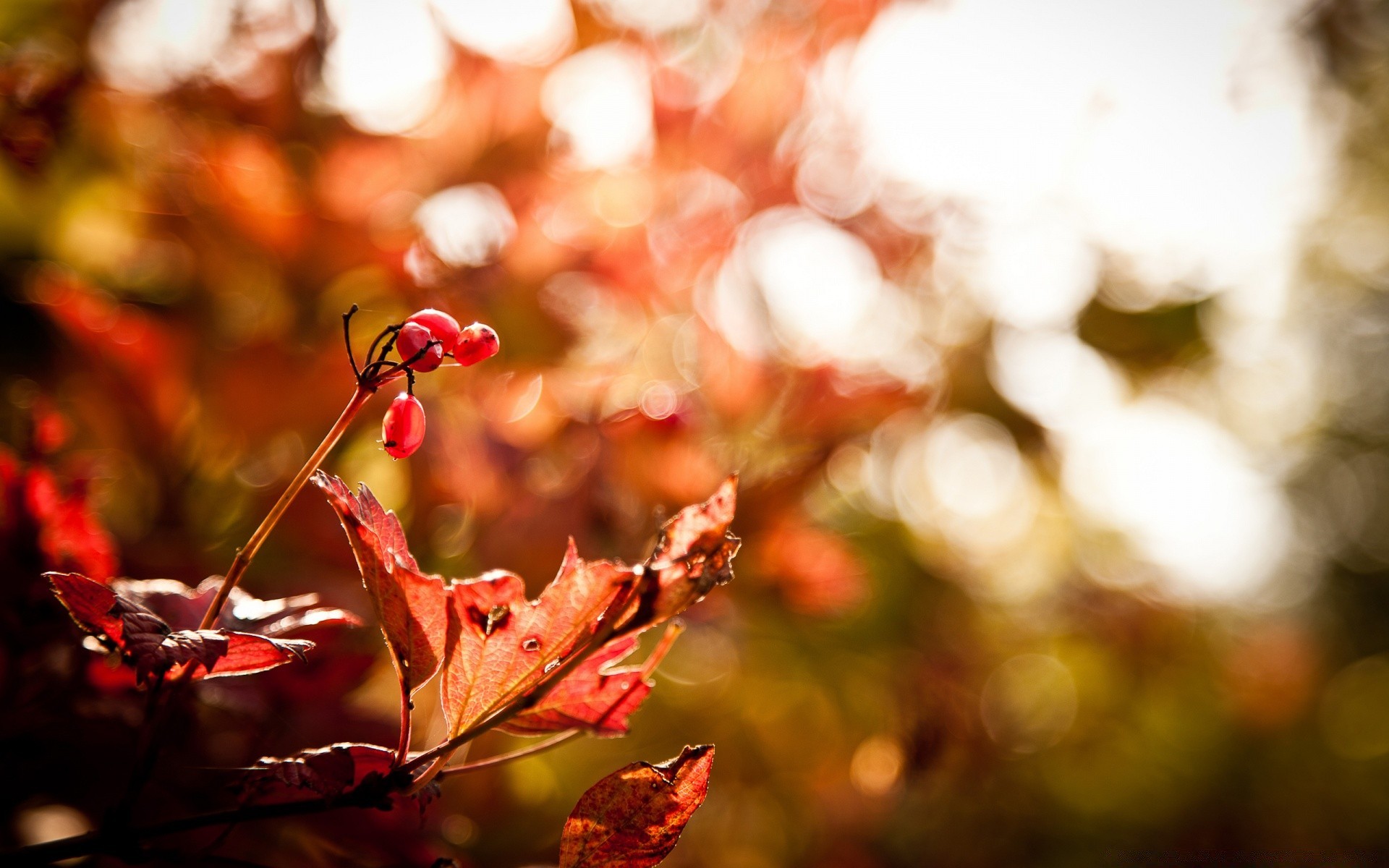 autumn leaf fall nature tree color season flora bright blur garden park outdoors