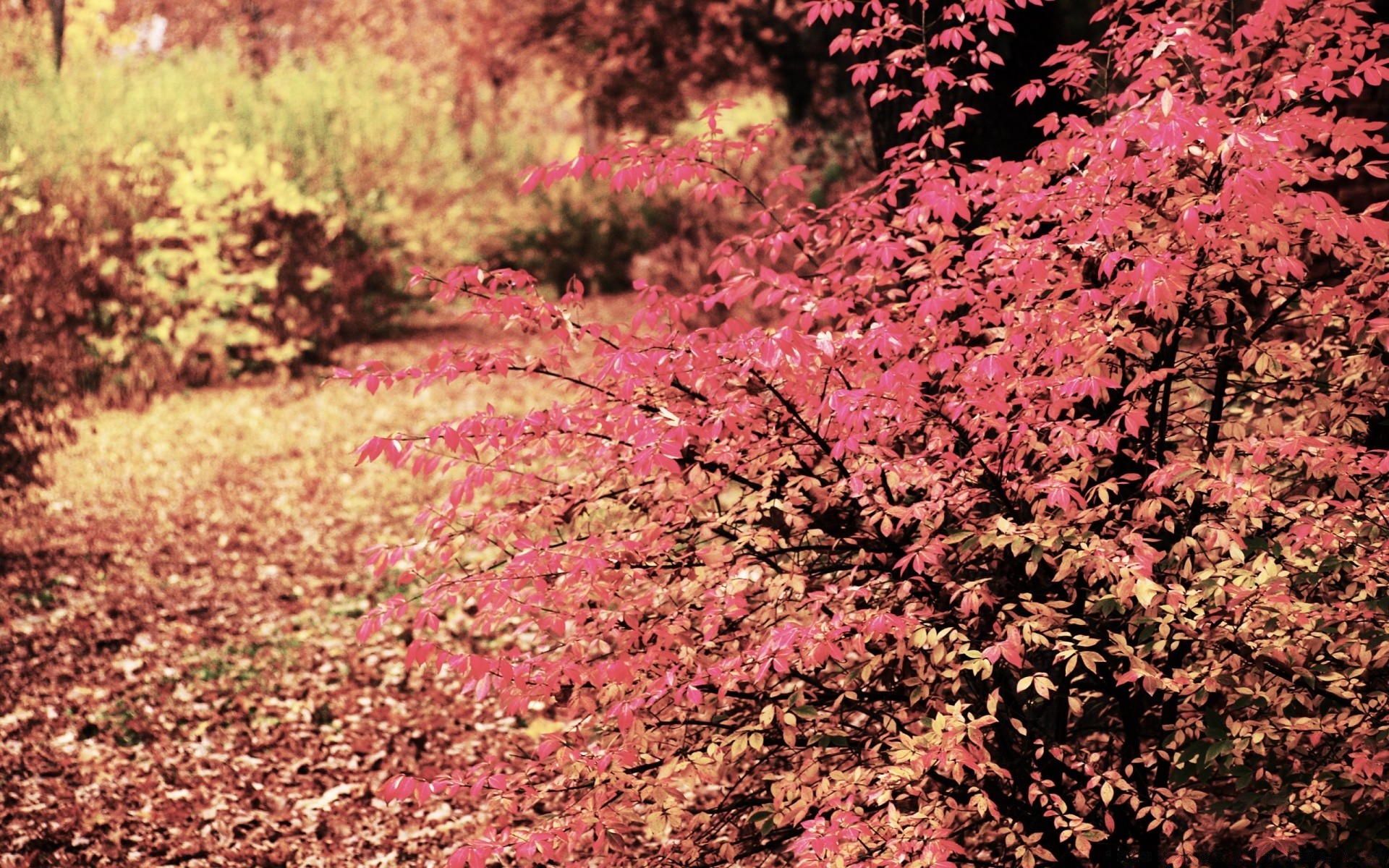 otoño hoja árbol temporada naturaleza otoño parque al aire libre flora paisaje rama madera brillante crecimiento arce color buen tiempo medio ambiente escena