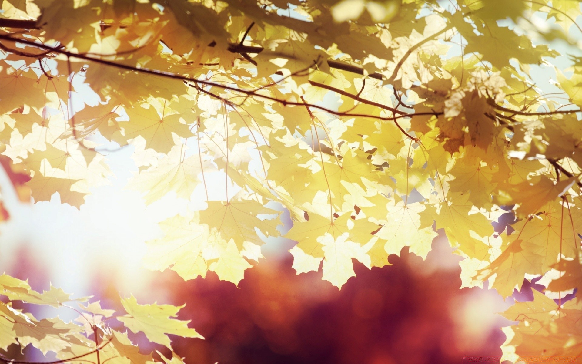 autumn fall desktop leaf color season maple tree nature abstract bright branch light gold beautiful texture sun flower blur flora