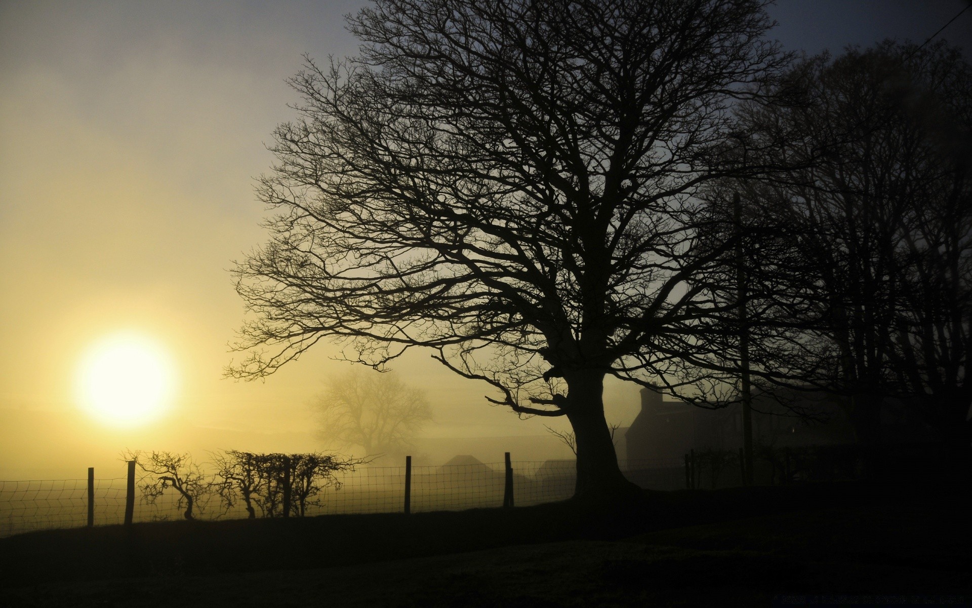 autunno alba albero nebbia paesaggio sole tramonto nebbia autunno natura silhouette legno singolo inverno illuminato bel tempo sera luce tempo ramo