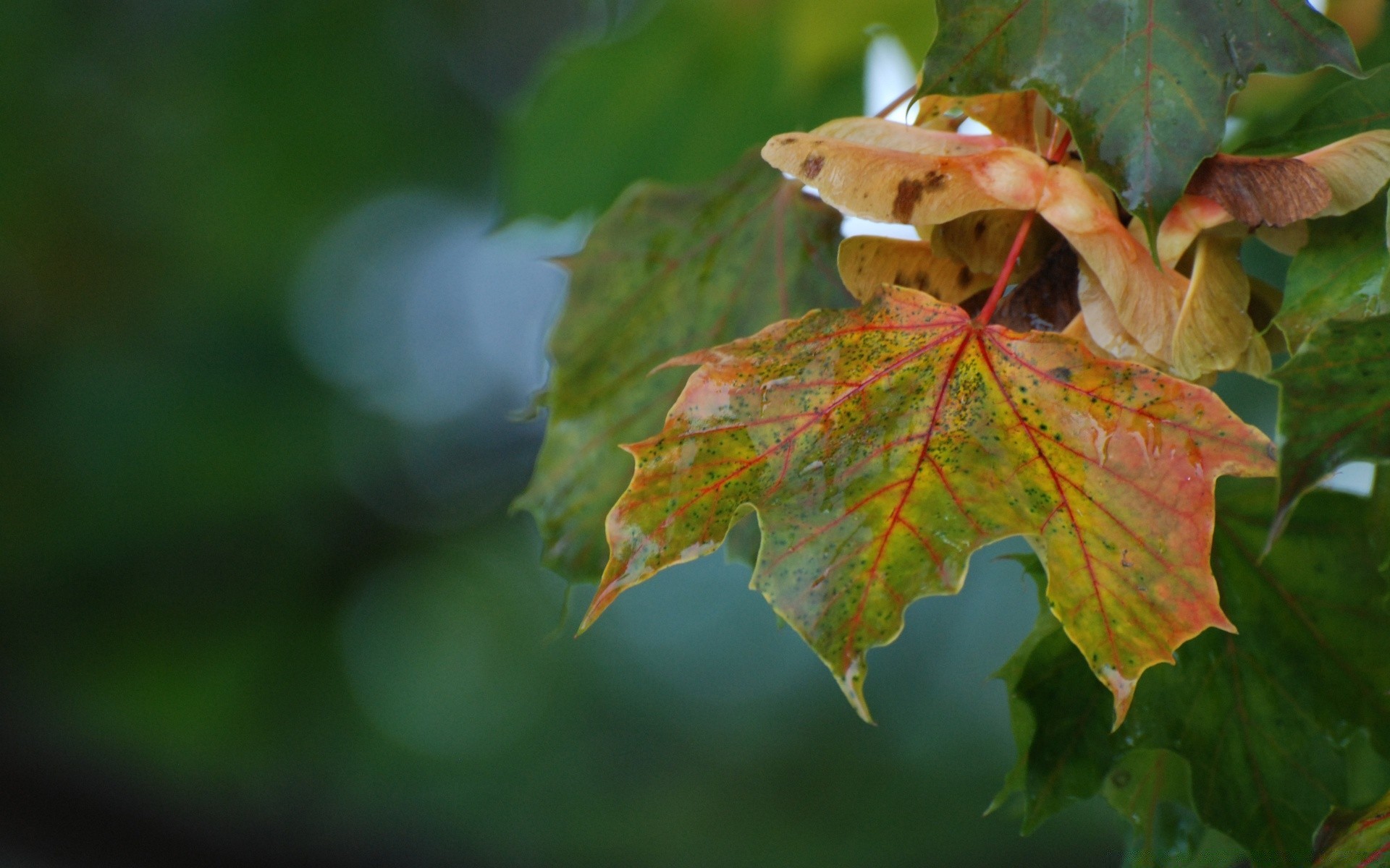 herbst blatt natur herbst flora im freien saison baum hell schließen farbe ahorn wachstum