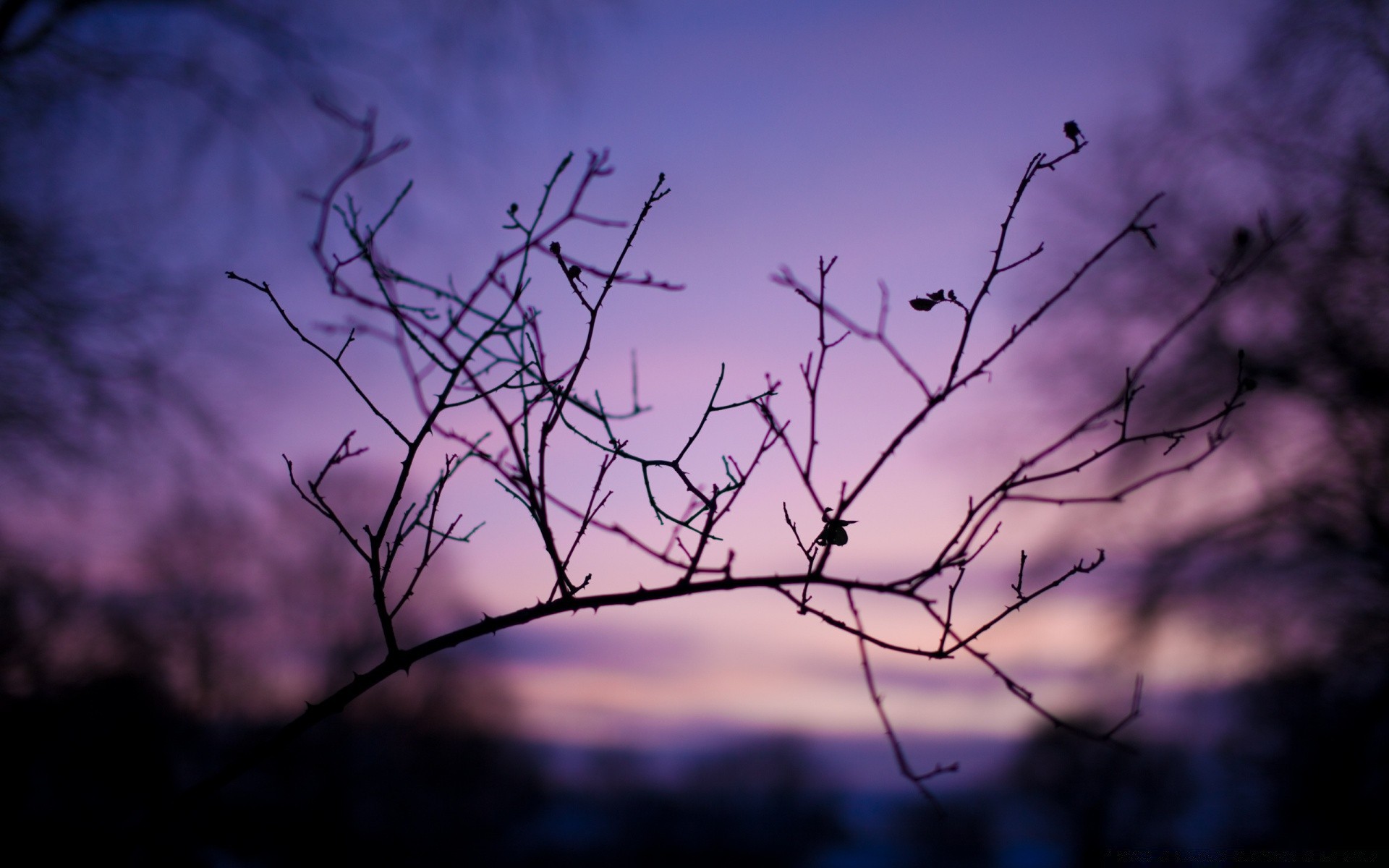 herbst baum landschaft silhouette natur himmel dämmerung sonnenuntergang zweig winter hintergrundbeleuchtung licht wetter abend herbst desktop holz dunkel dämmerung sonne