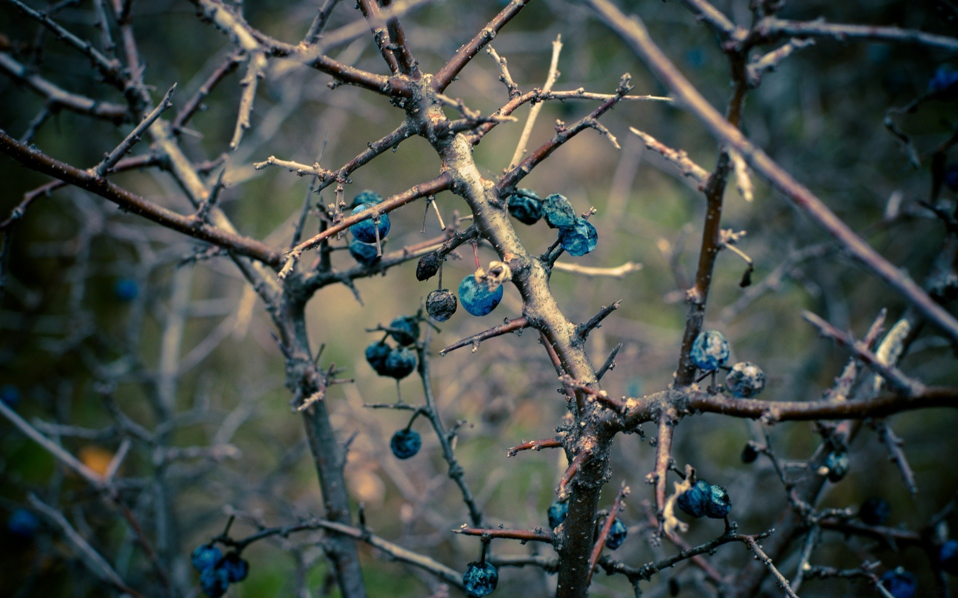 otoño árbol pájaro naturaleza escritorio al aire libre rama color