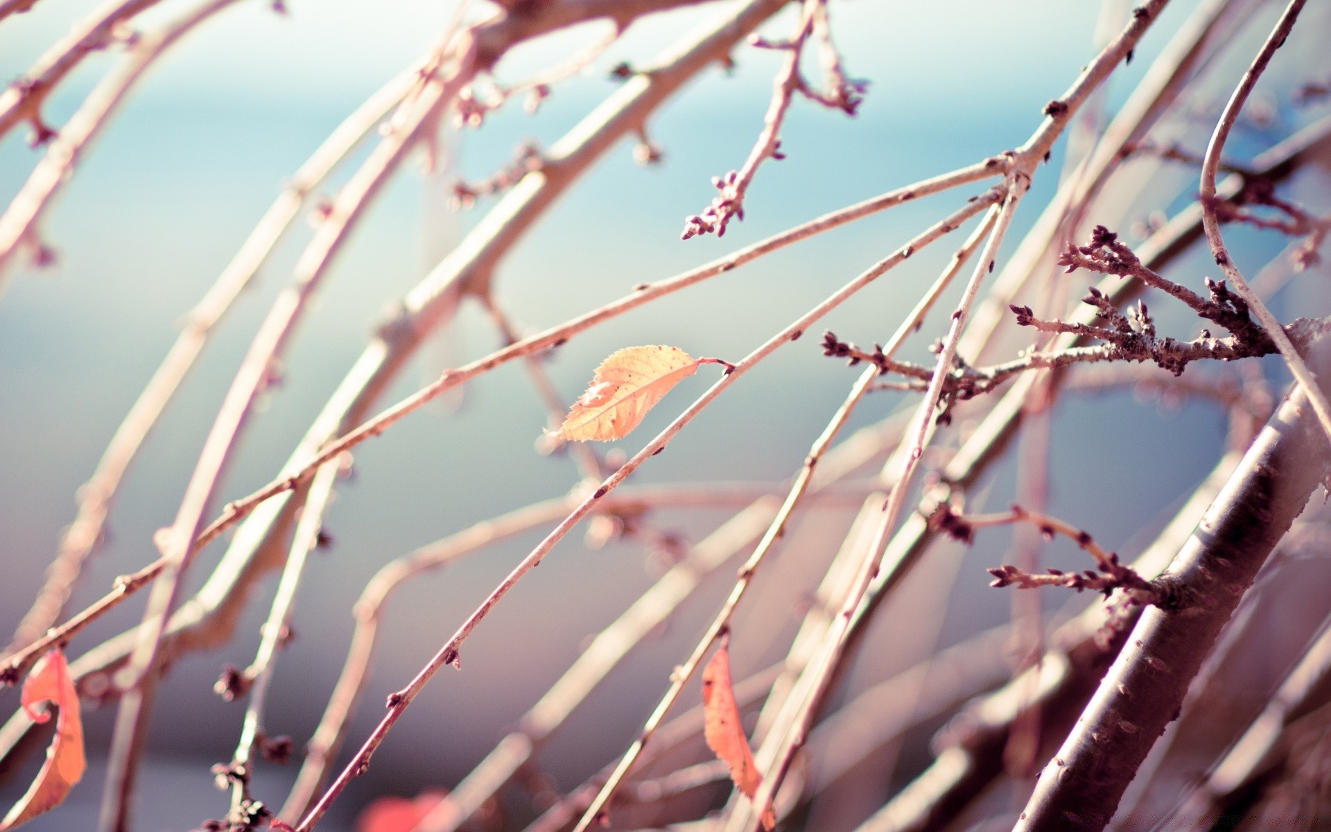 automne nature flore ciel feuille hiver à l extérieur arbre branche jardin parc forte automne dof rosée fleur couleur