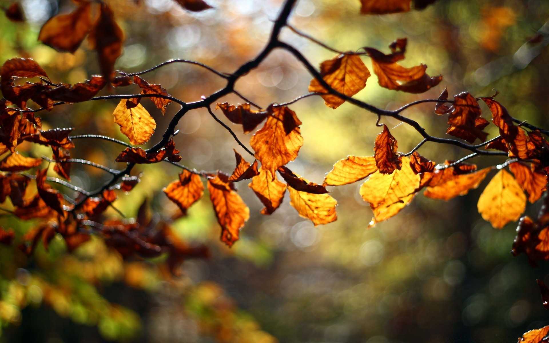 autumn fall leaf tree season nature branch outdoors flora color park gold light maple bright