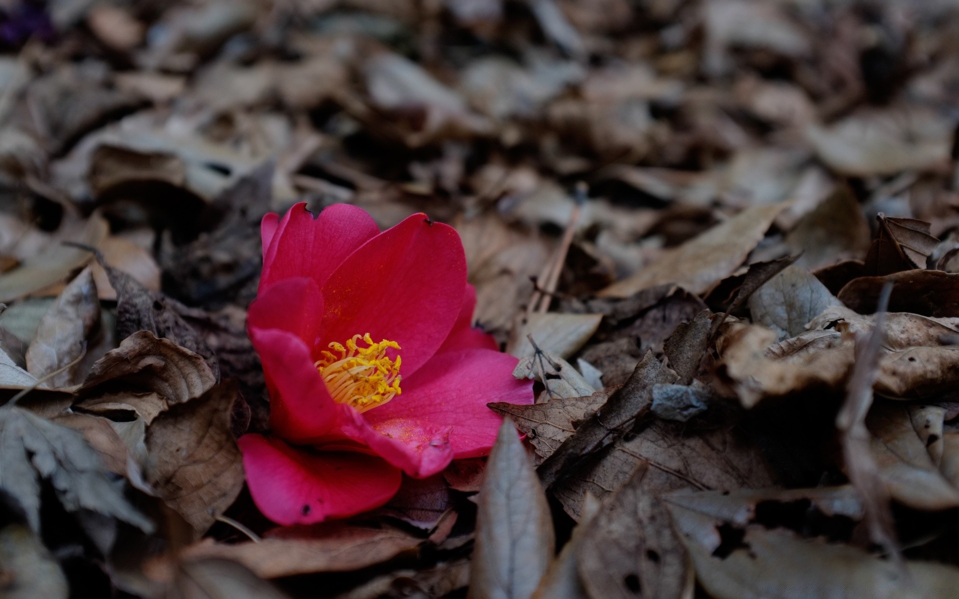 autumn nature leaf fall flora outdoors flower ground wood season environment tree dry close-up