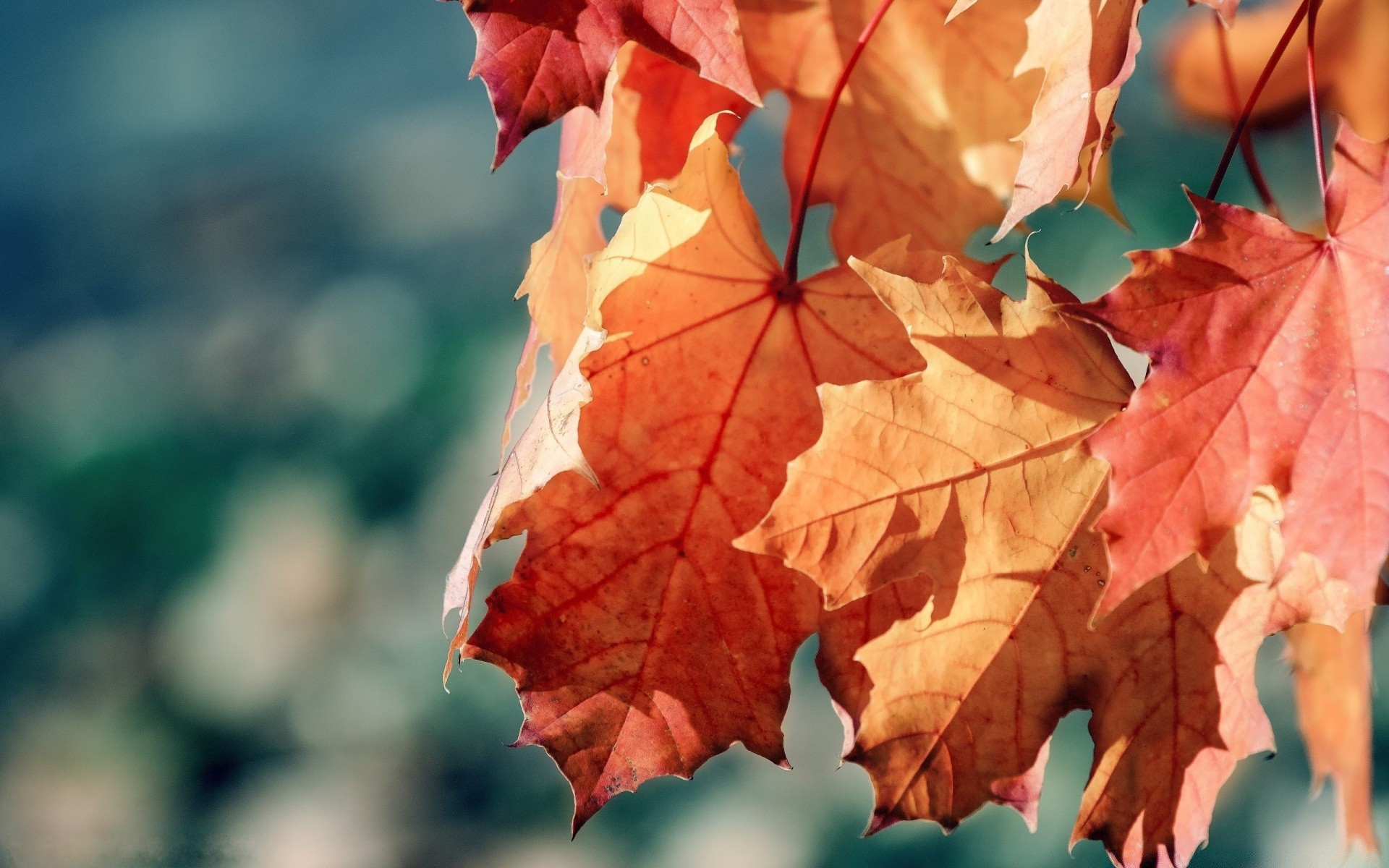 automne feuille automne érable nature flore saison lumineux couleur à l extérieur arbre bureau gros plan