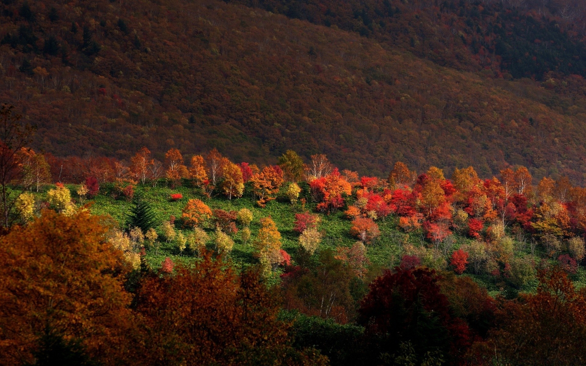 autunno all aperto terra coltivata autunno paesaggio albero alba viaggi sera tramonto luce del giorno natura montagna foglia cielo scenico