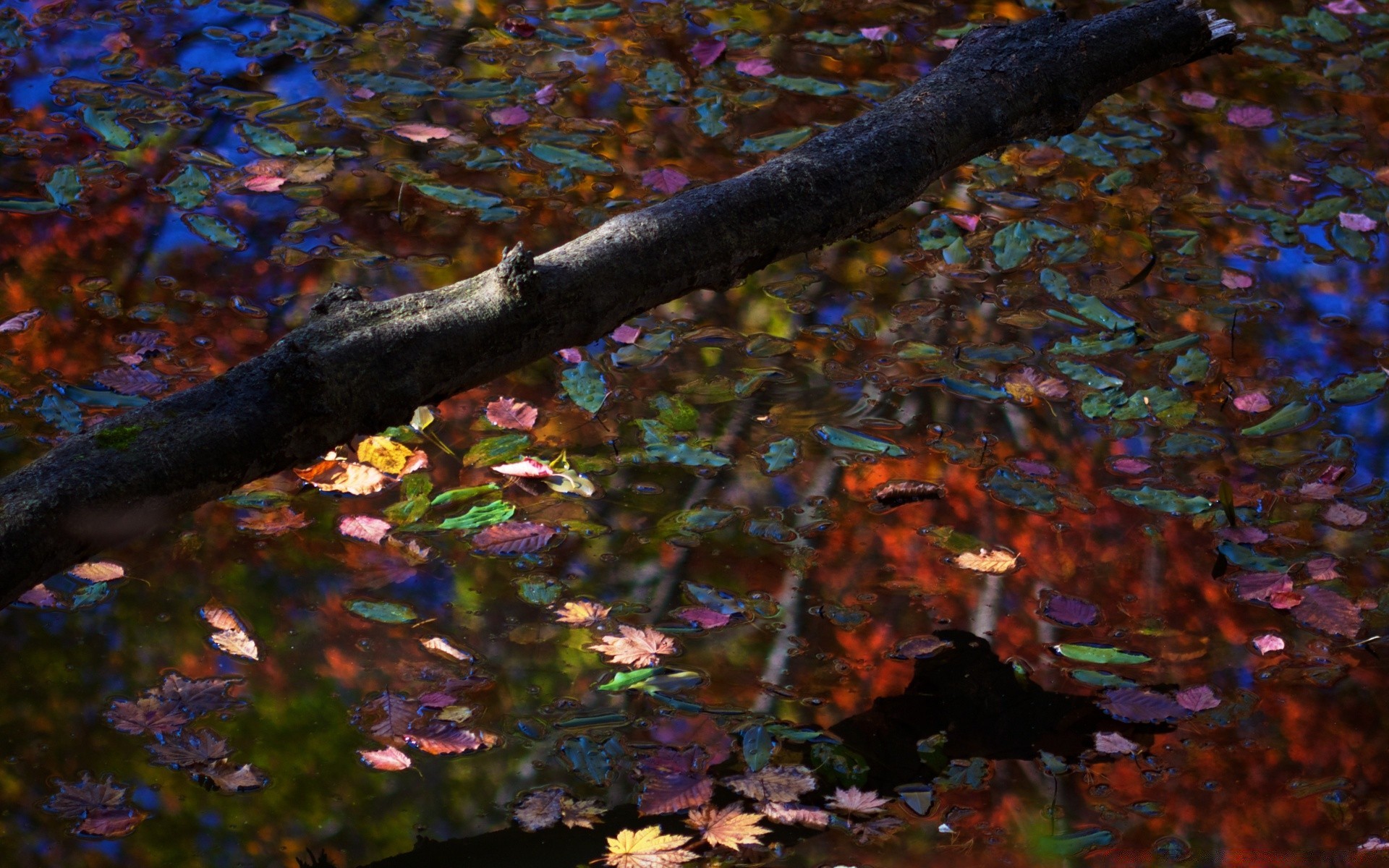 automne automne arbre feuille bois parc paysage saison nature érable environnement extérieur branche couleur rivière lumière du jour eau lumière scénique