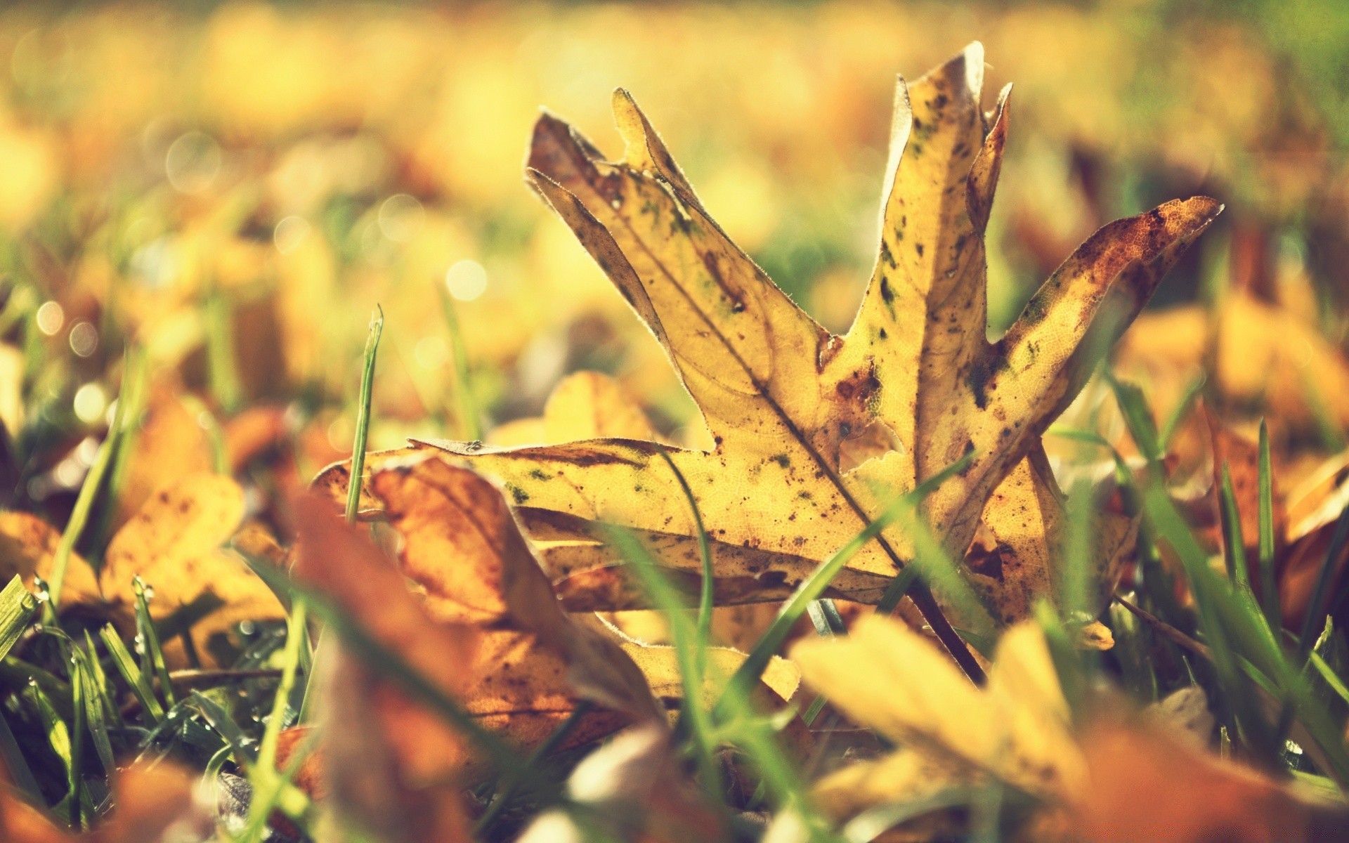 autumn fall leaf nature flora outdoors grass season color growth fair weather garden wood close-up environment flower sun light blur park