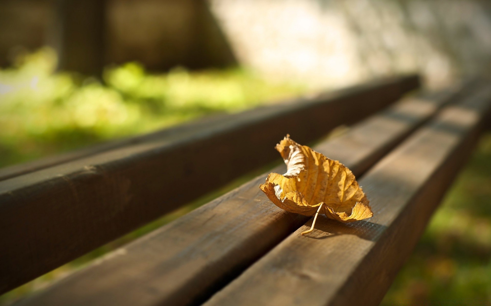 automne flou à l extérieur feuille bois nature alimentaire automne lumière du jour un beau temps