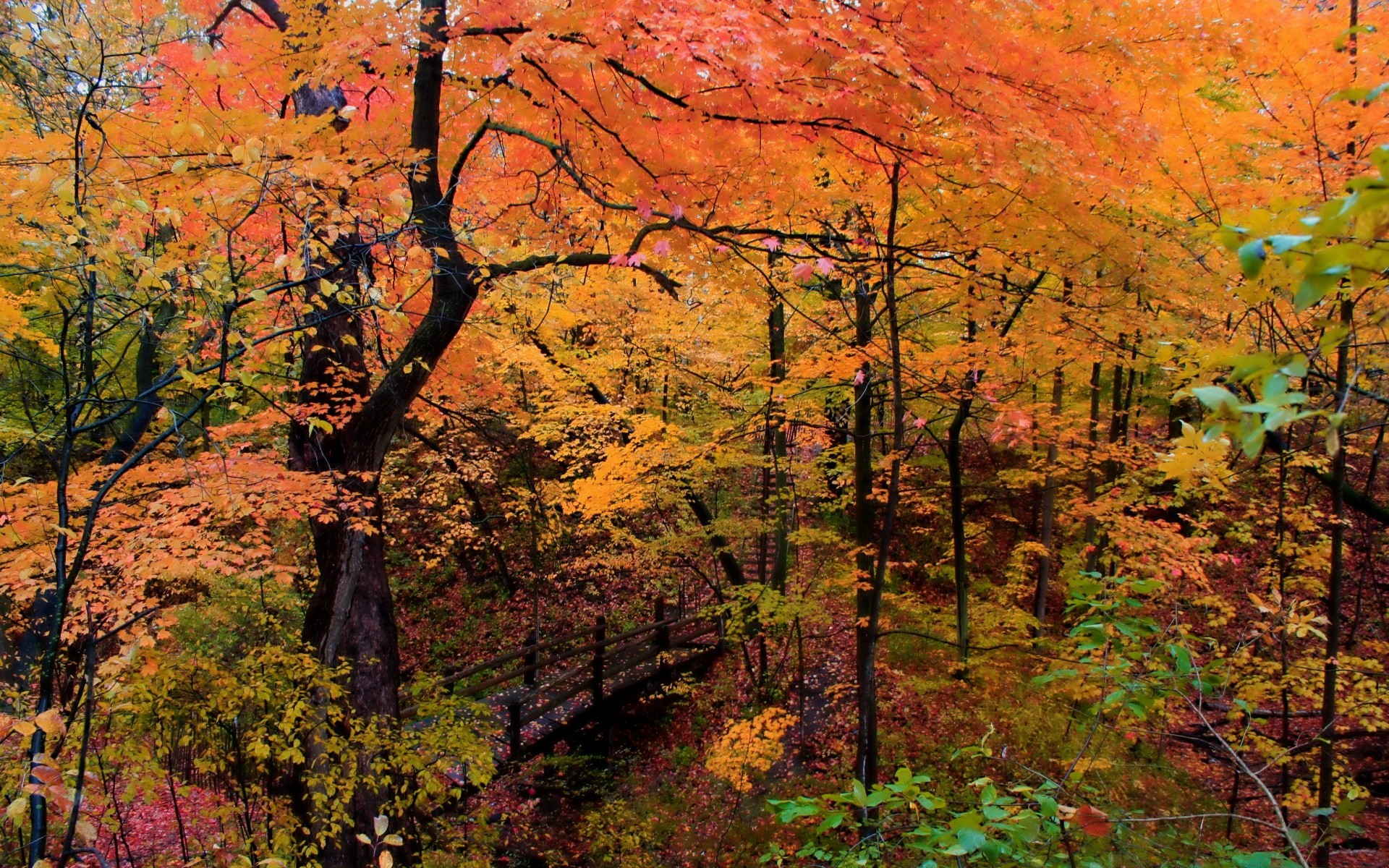 herbst herbst blatt ahorn holz holz natur landschaft park saison landschaftlich im freien landschaft gold filiale szene