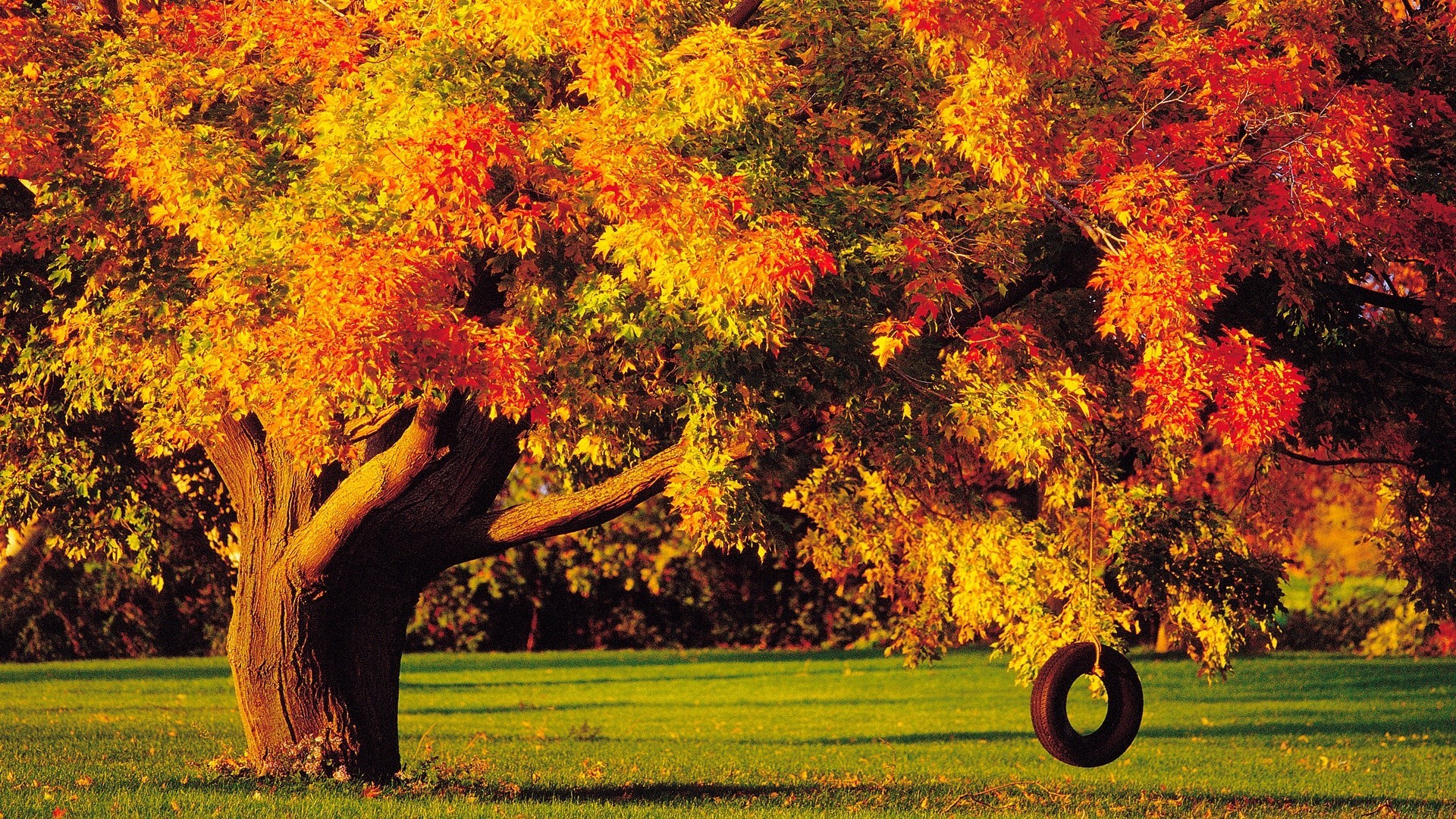 automne automne arbre feuille saison érable nature parc couleur paysage bois à l extérieur lumineux