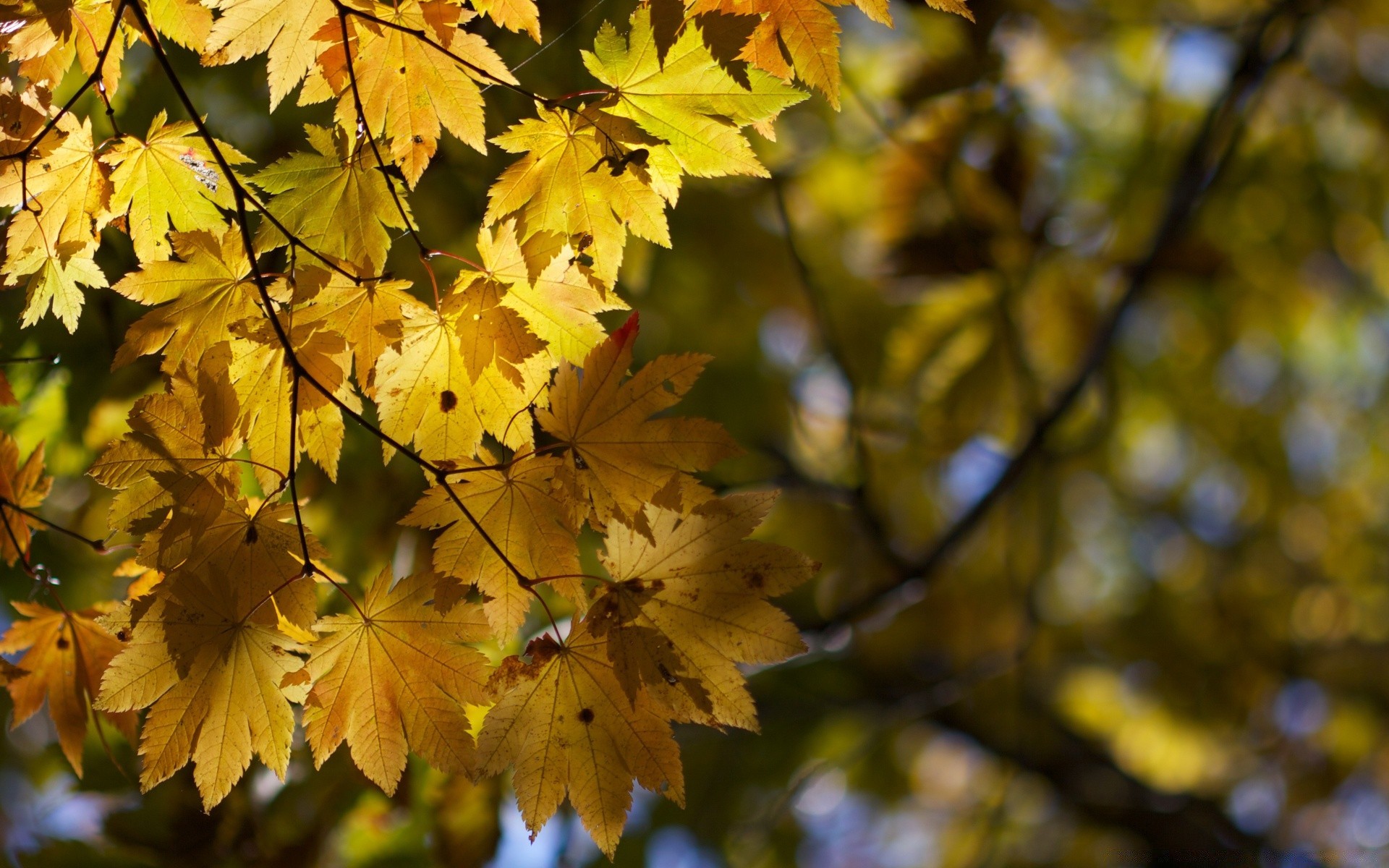 autumn leaf fall tree nature maple season flora bright outdoors branch park color fair weather wood growth lush garden environment close-up