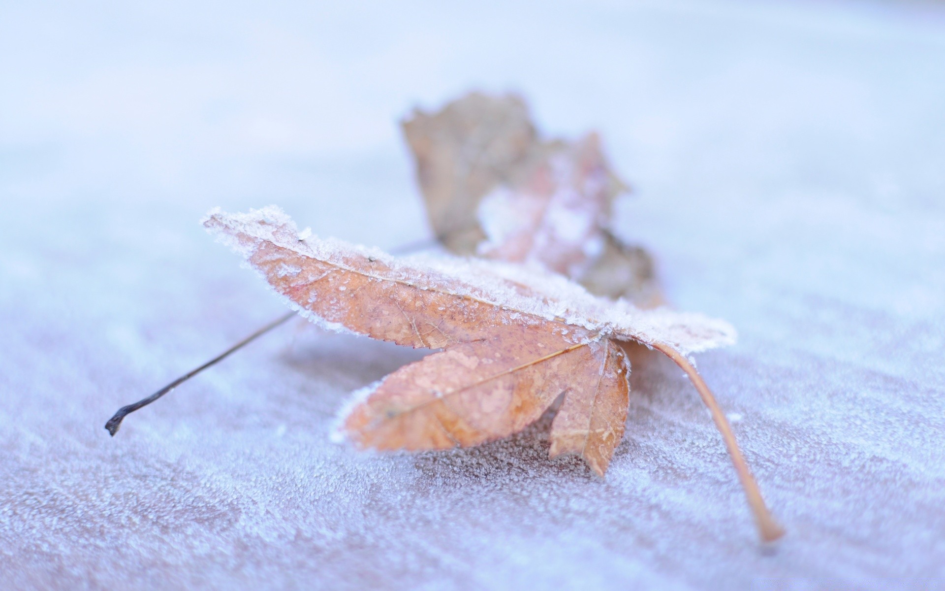 autunno inverno natura neve gelo freddo congelato all aperto foglia ghiaccio close-up autunno stagione legno