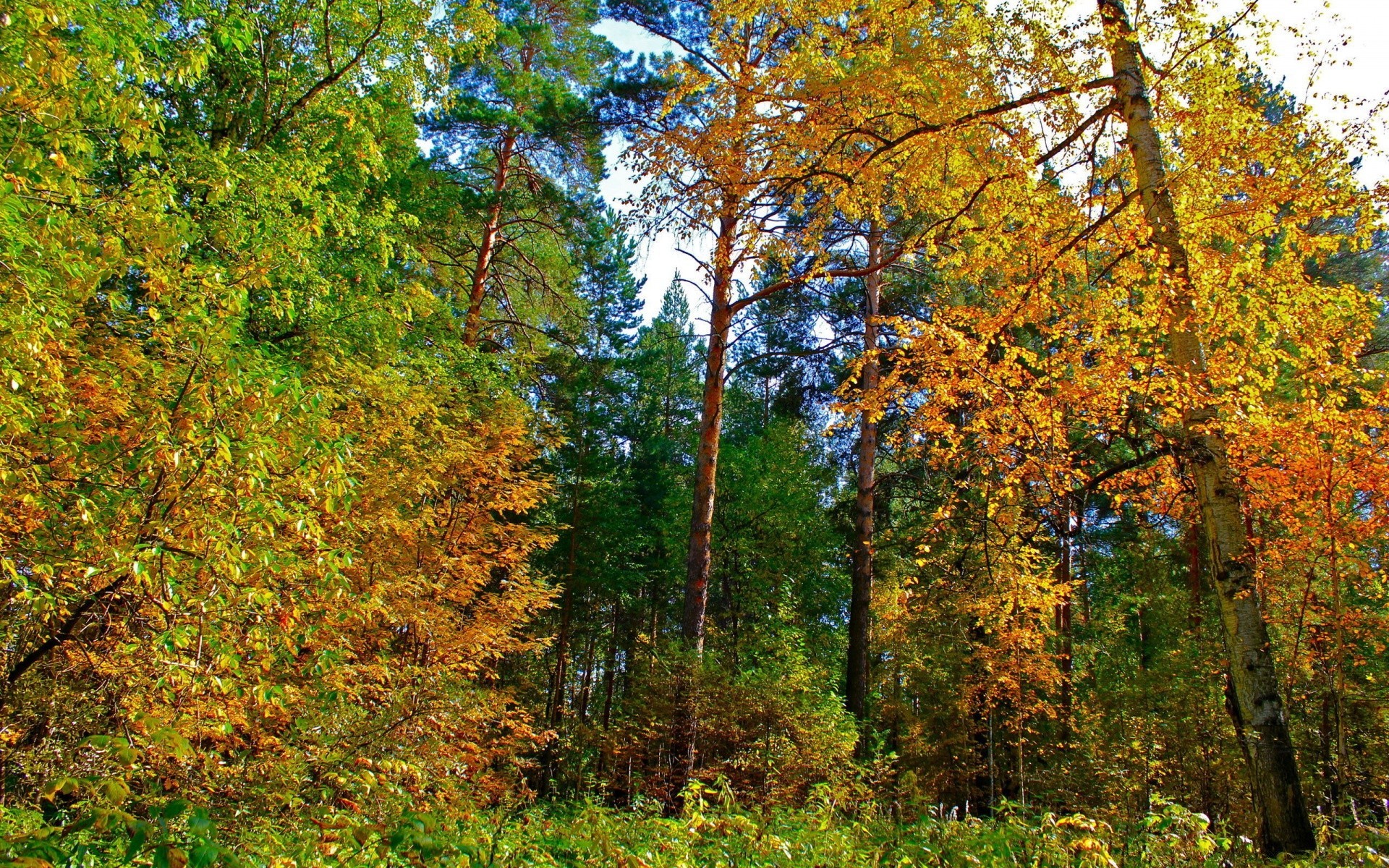 otoño otoño hoja naturaleza árbol madera temporada paisaje parque oro al aire libre arce buen tiempo escénico escena flora paisaje medio ambiente rama brillante color