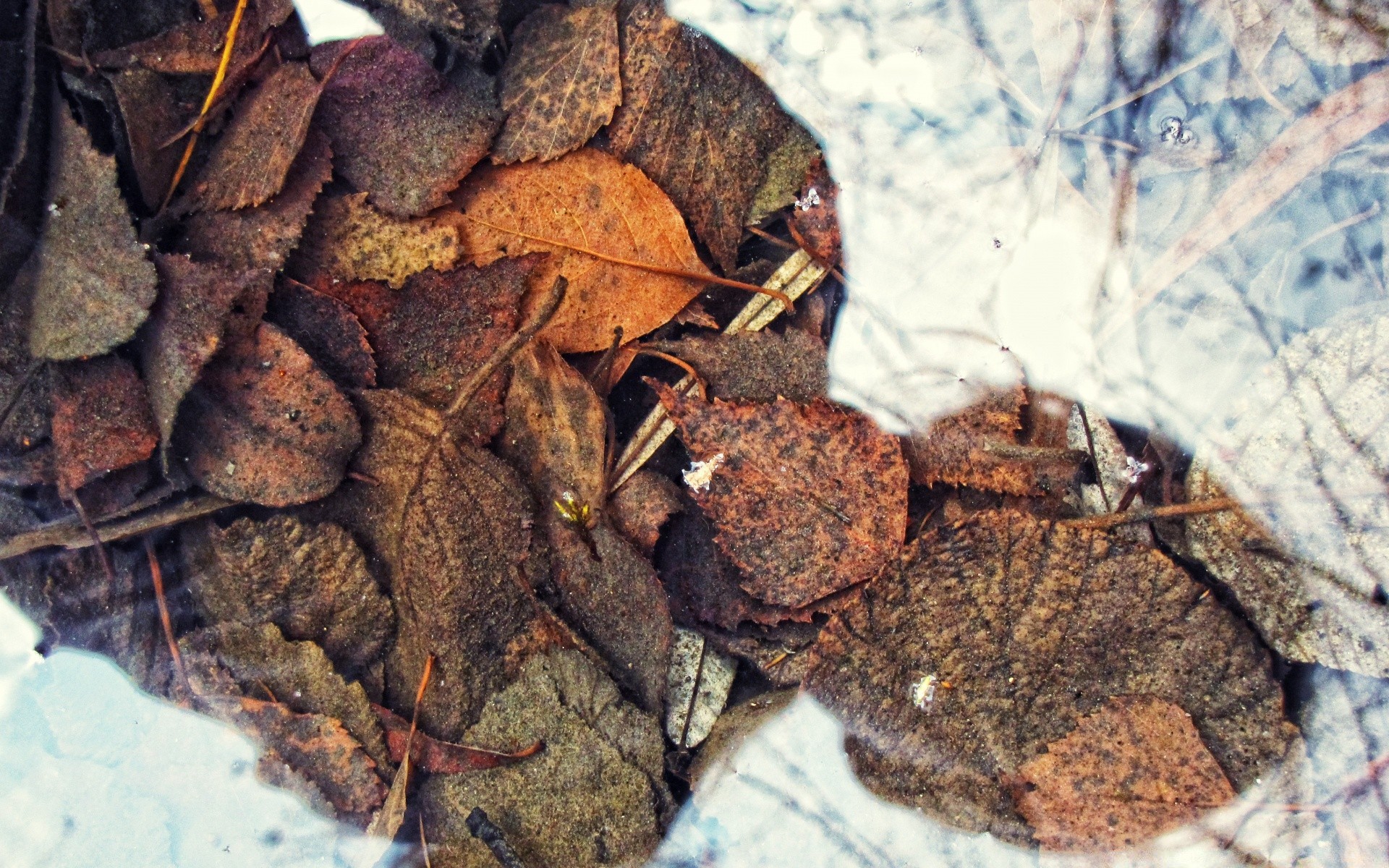 otoño comida escritorio naturaleza primer plano seco madera textura pila partido especias