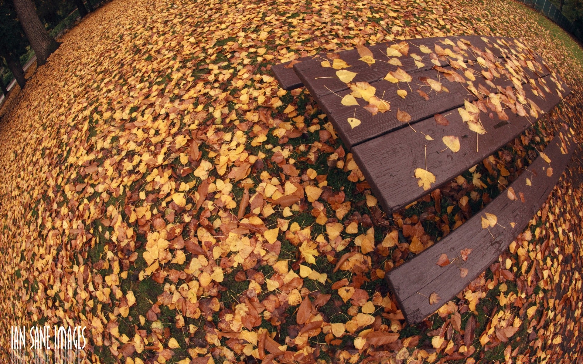 otoño otoño madera comida escritorio madera al aire libre patrón naturaleza textura