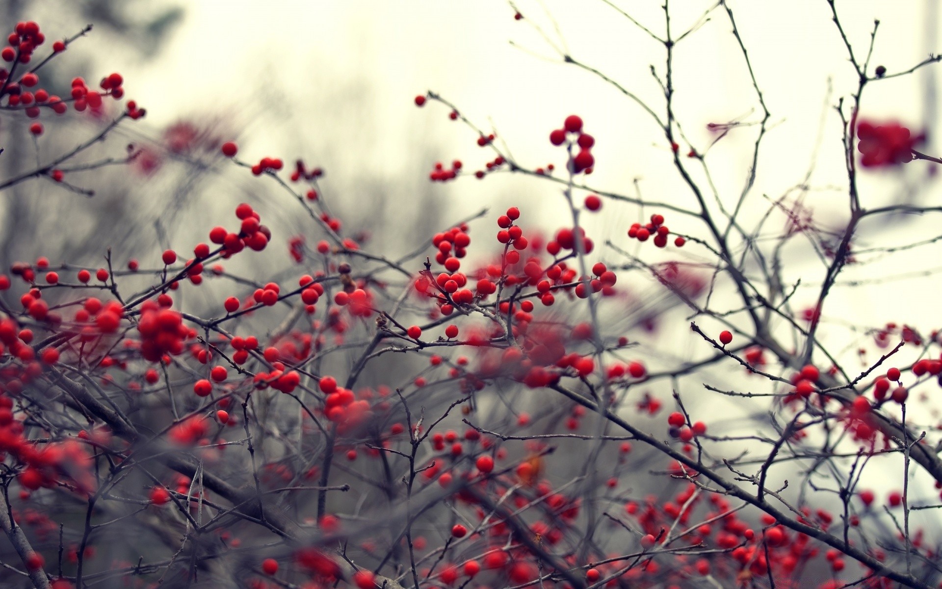 autunno inverno ramo natura albero stagione gelo neve all aperto sorbo autunno arbusto bacca ciliegia flora foglia fiore luminoso sorbo colore