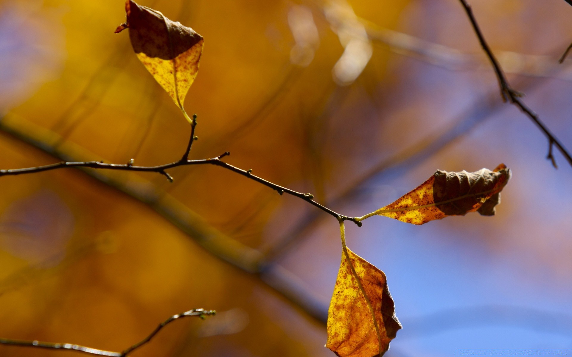 autunno autunno foglia albero natura ramo flora all aperto luce colore oro inverno fiore sfocatura giardino parco stagione dop bel tempo acero