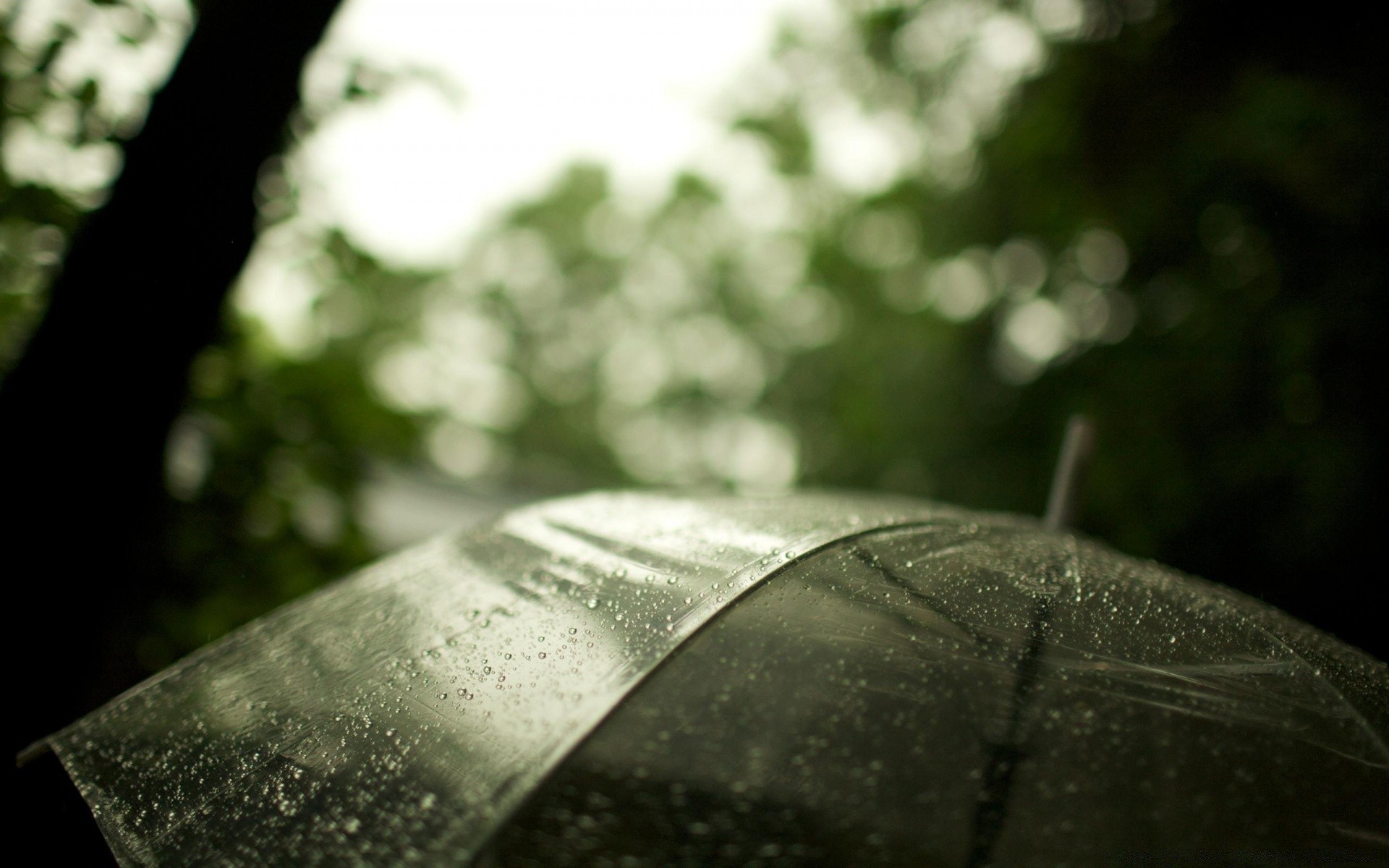 automne dof flou pluie monochrome nature nature morte feuille automne