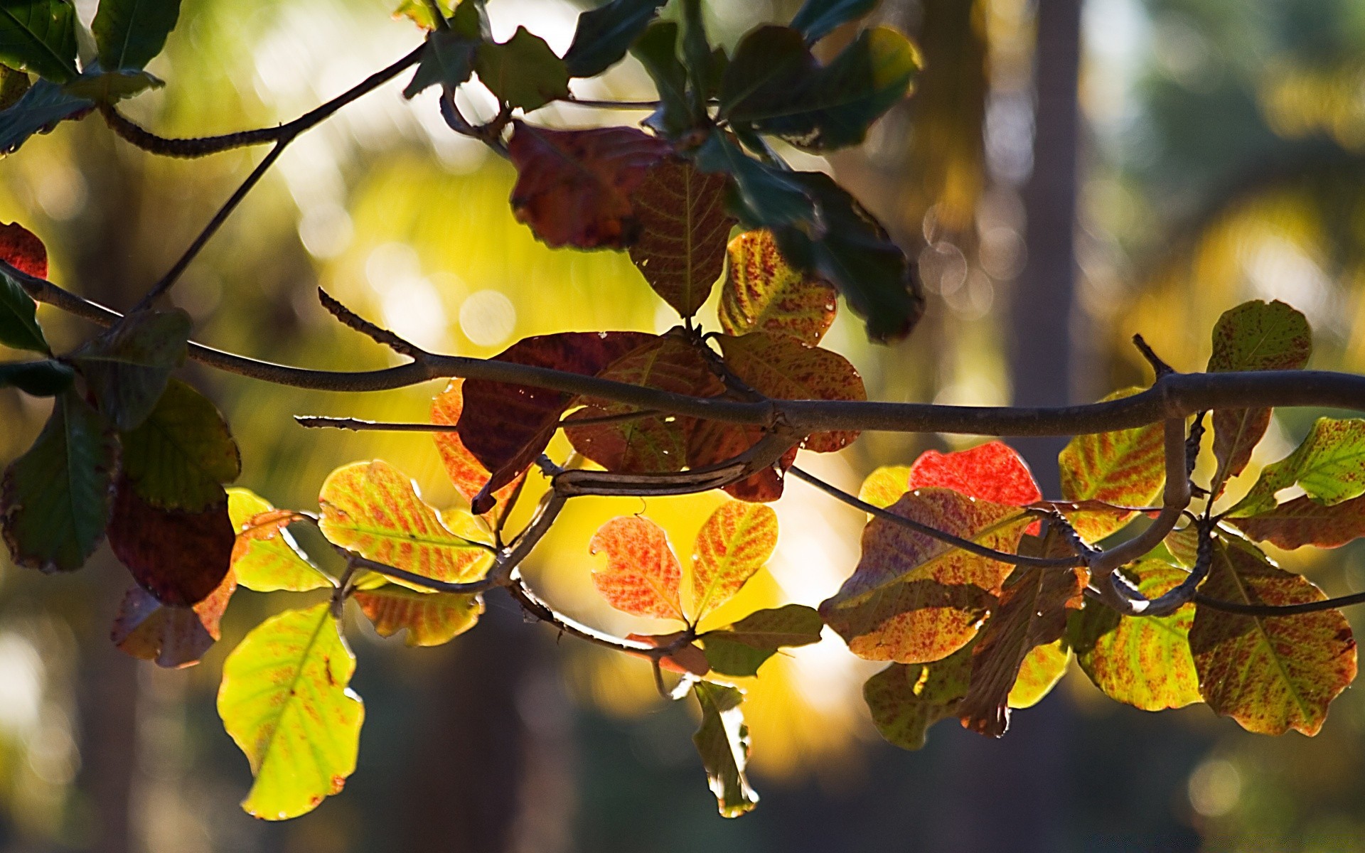 autumn leaf nature tree branch fall season flora outdoors bright color close-up fair weather park garden