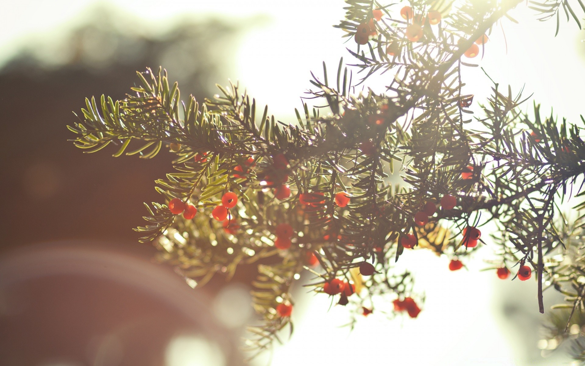 autumn christmas winter decoration tree branch celebration evergreen pine fir shining needle spruce ball merry season blur conifer gold card