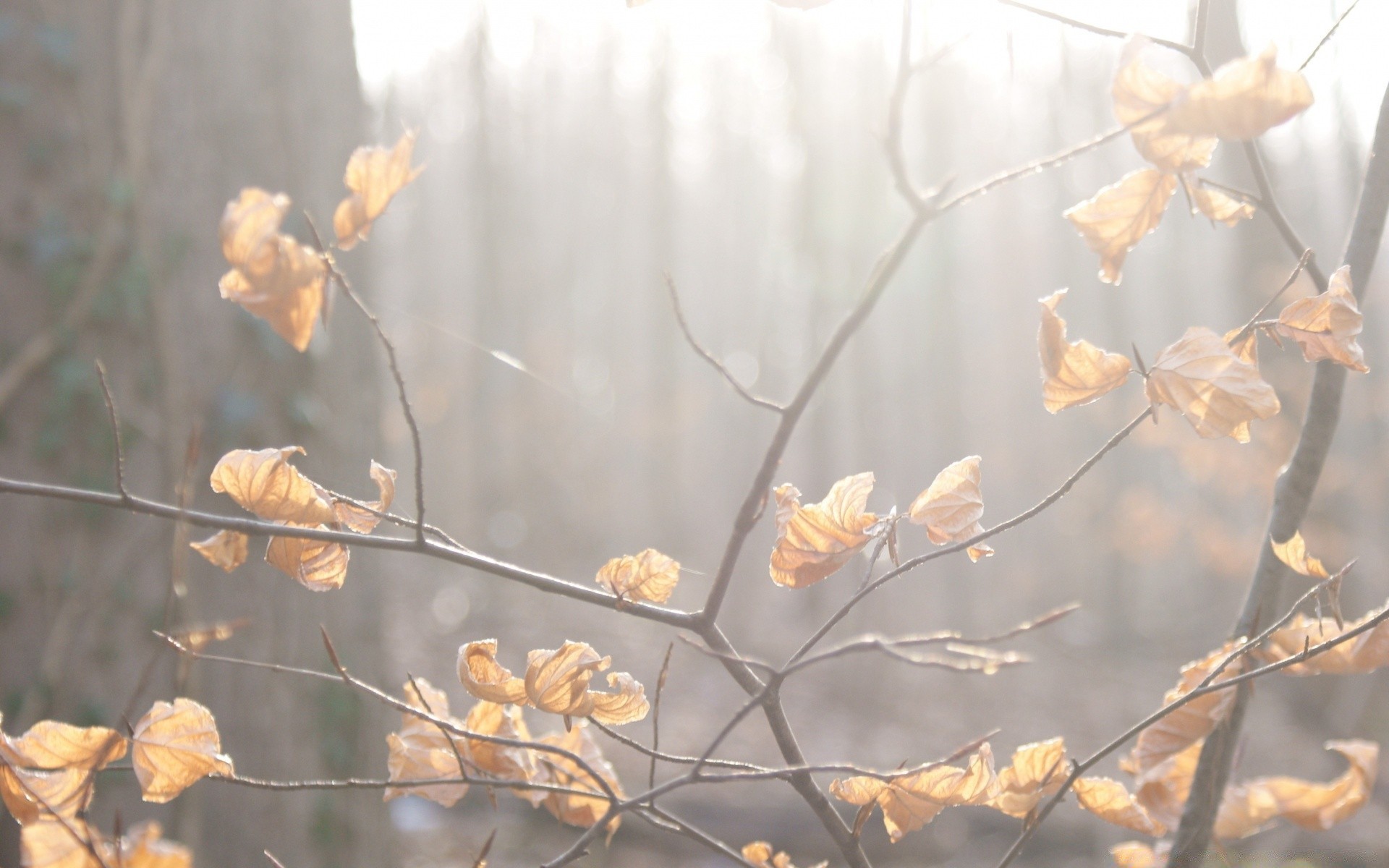 jesień natura sezon oddział drzewo flora liść na zewnątrz kwiat jasny suchy zbliżenie dobra pogoda jesień kolor drewna pulpit piękne światło ogrodowe