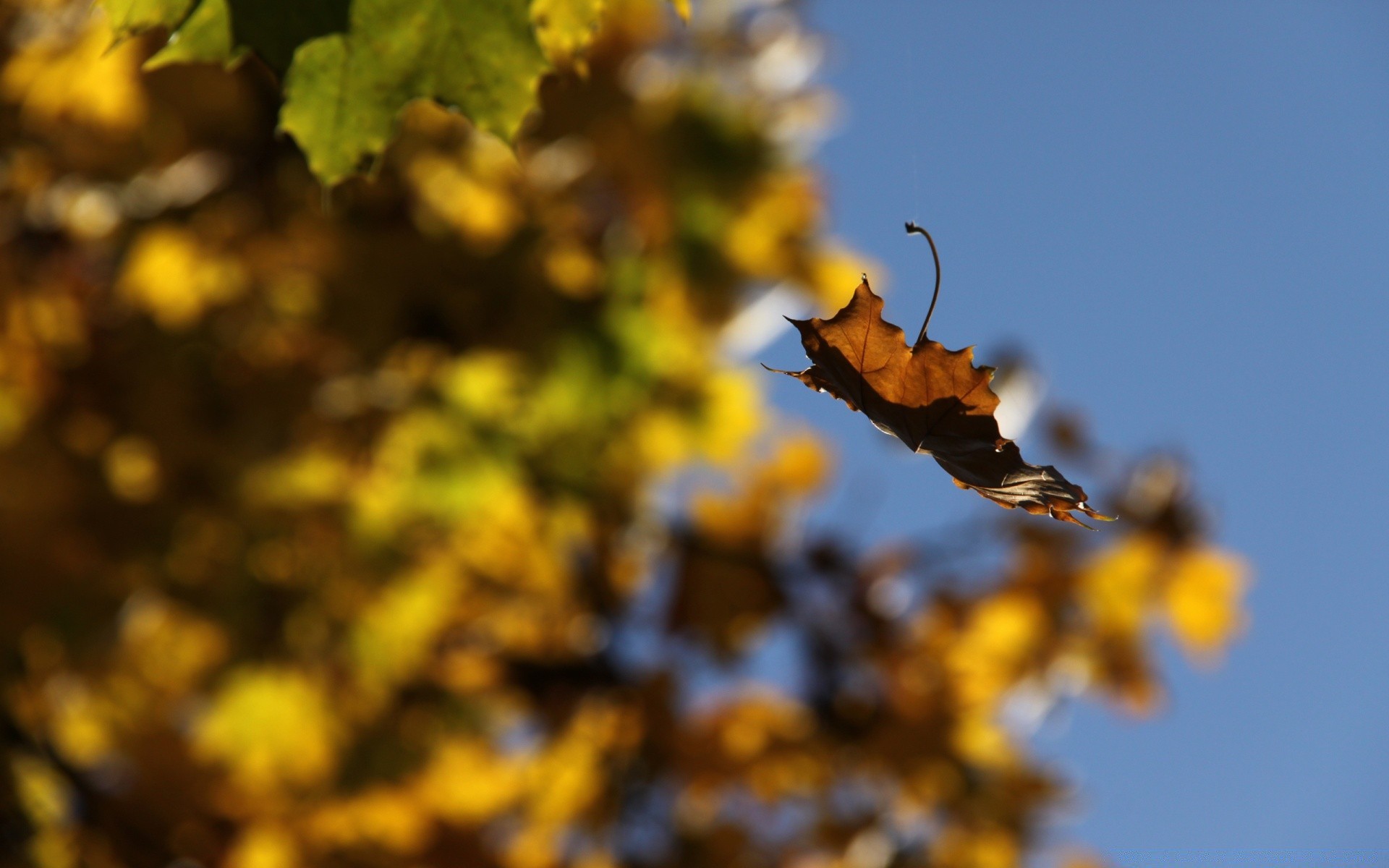 automne feuille nature arbre automne flore à l extérieur fleur saison branche couleur gros plan bureau jardin soleil beau temps lumineux parc croissance lumière