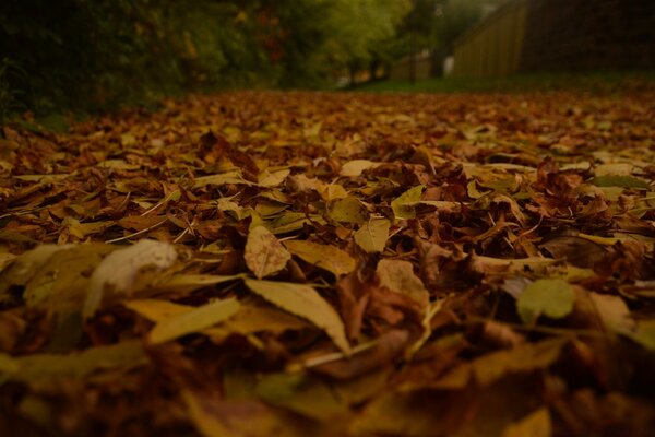 Photo sur iPhone. Feuillage sous les pieds