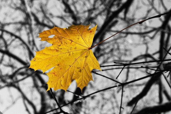 Une feuille d érable tombe d un arbre