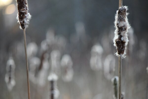 Die Natur ist wie der Winter, aber eigentlich der Herbst