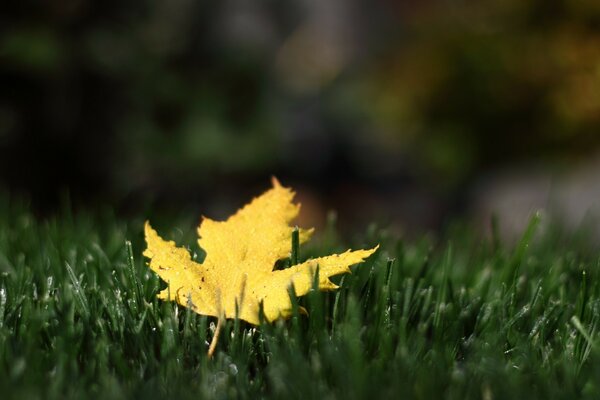 The maple yellow leaf has found its home in the grass