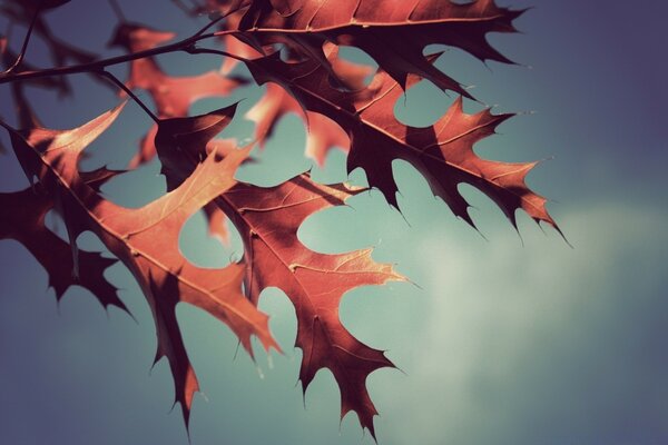 The unusual shape of the leaf. Red Maple