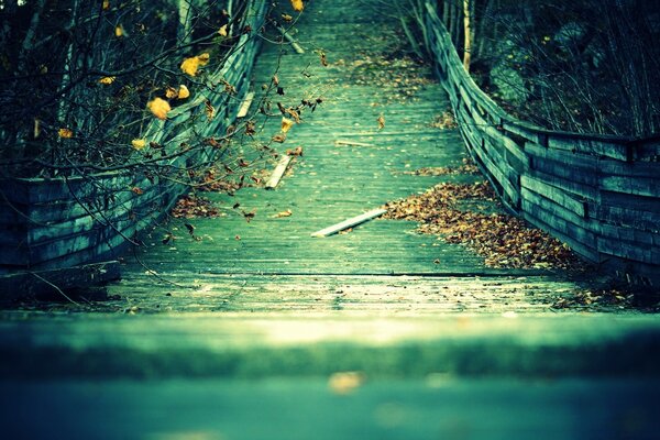 Tropische Brücke im Herbstwald