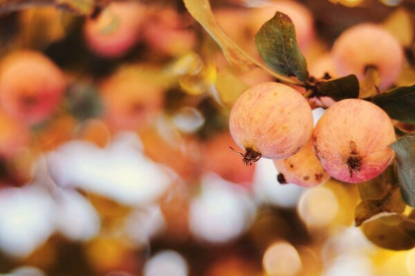 Frutas en otoño en el bosque