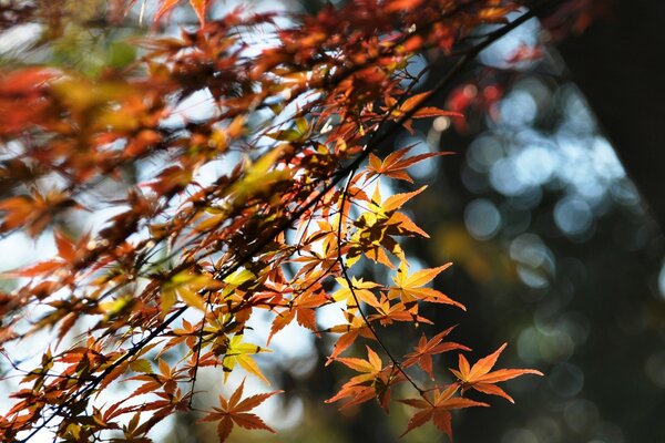 Bosque de otoño. Hojas multicolores