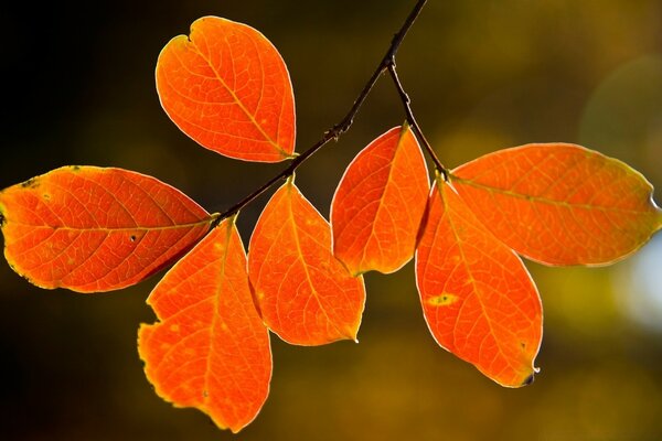 Hojas de otoño brillantes