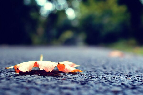 Das herbstliche rote Blatt liegt auf dem Asphalt